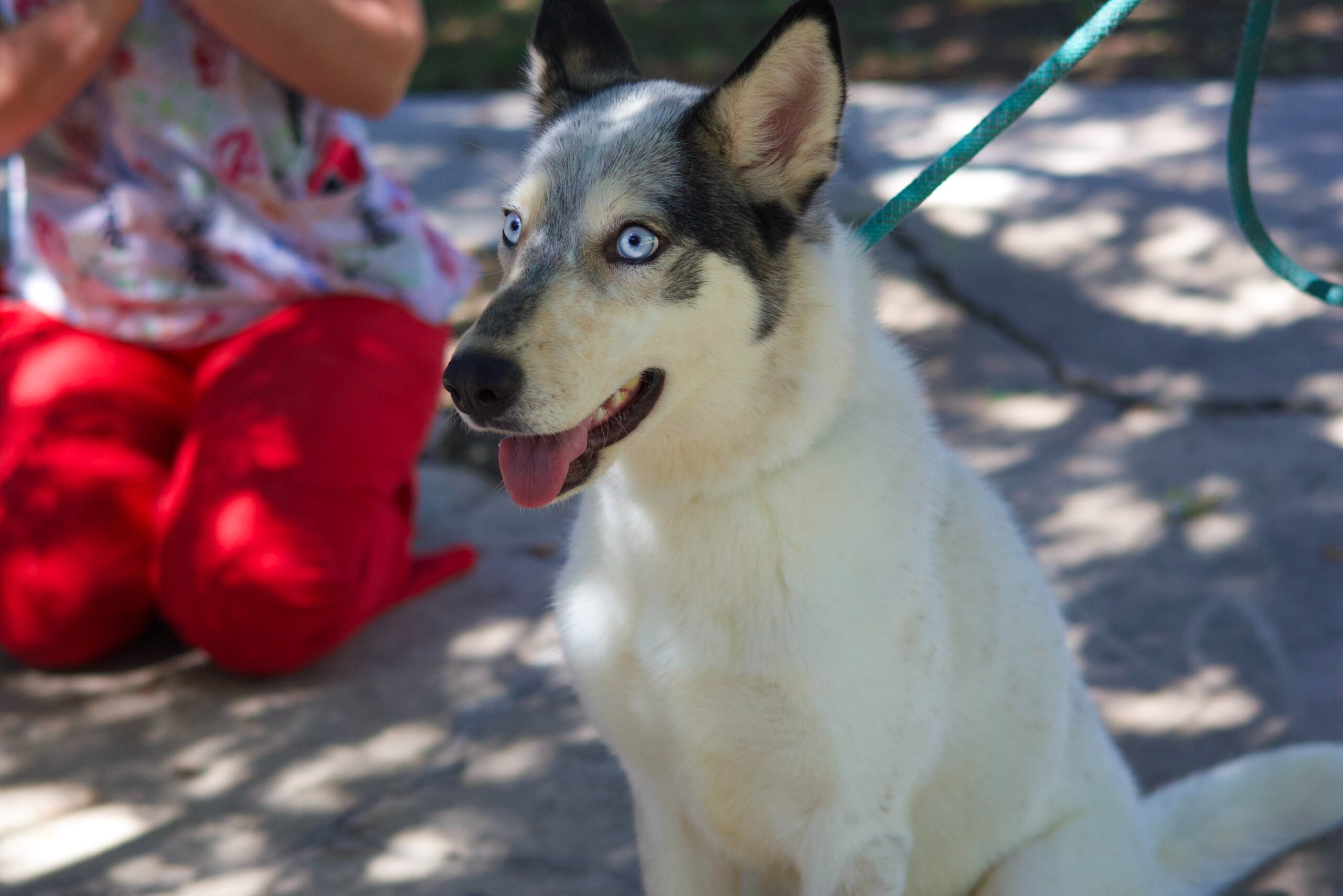 Help KD's Husky Rescue AZ Save More Huskies! campaign photo, 2 of 8