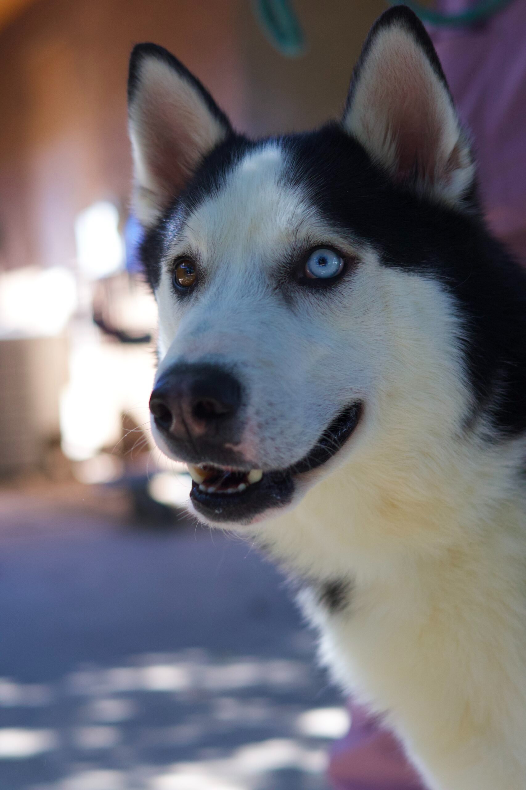 Help KD's Husky Rescue AZ Save More Huskies! campaign photo, 4 of 8