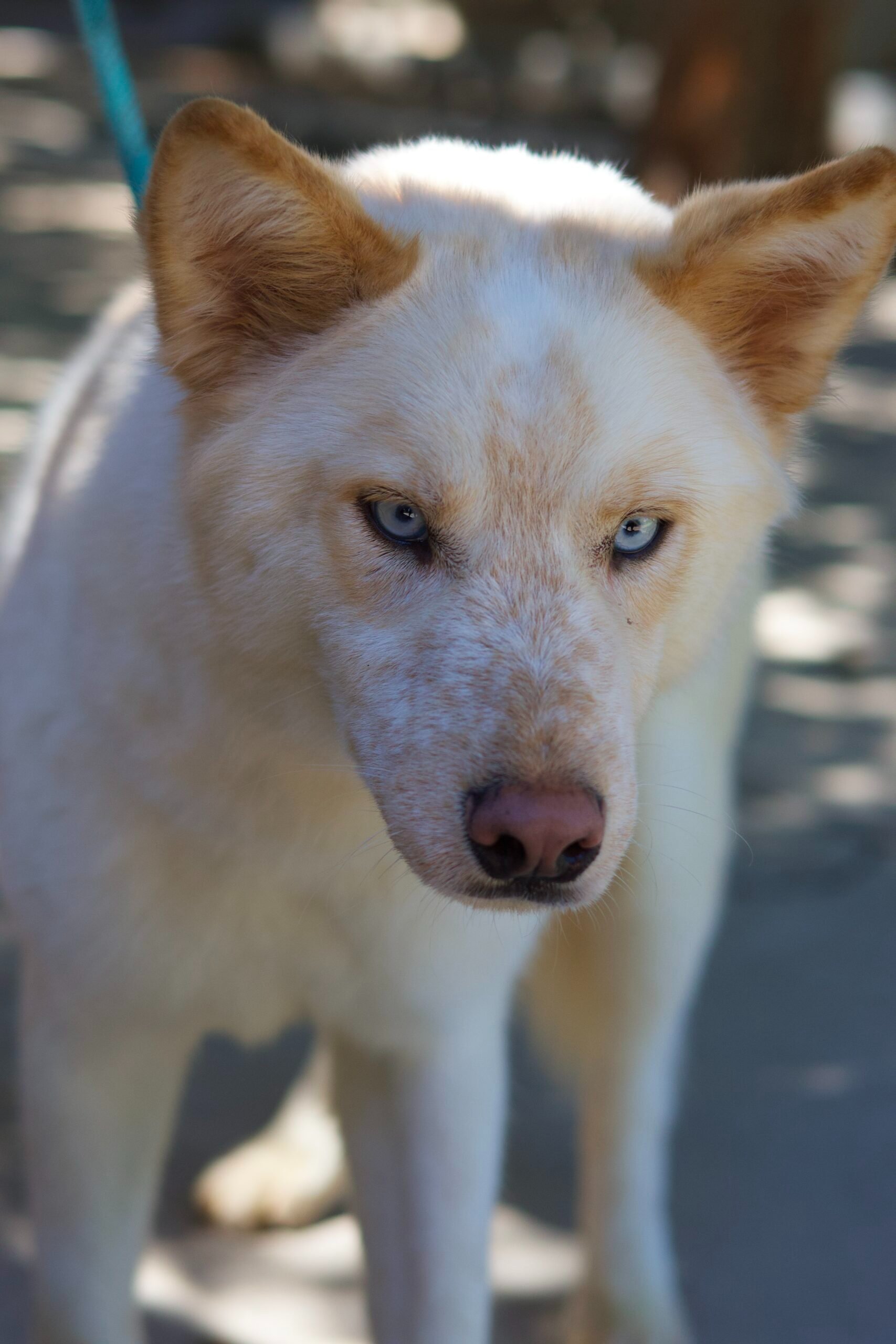 Help KD's Husky Rescue AZ Save More Huskies! campaign photo, 5 of 8