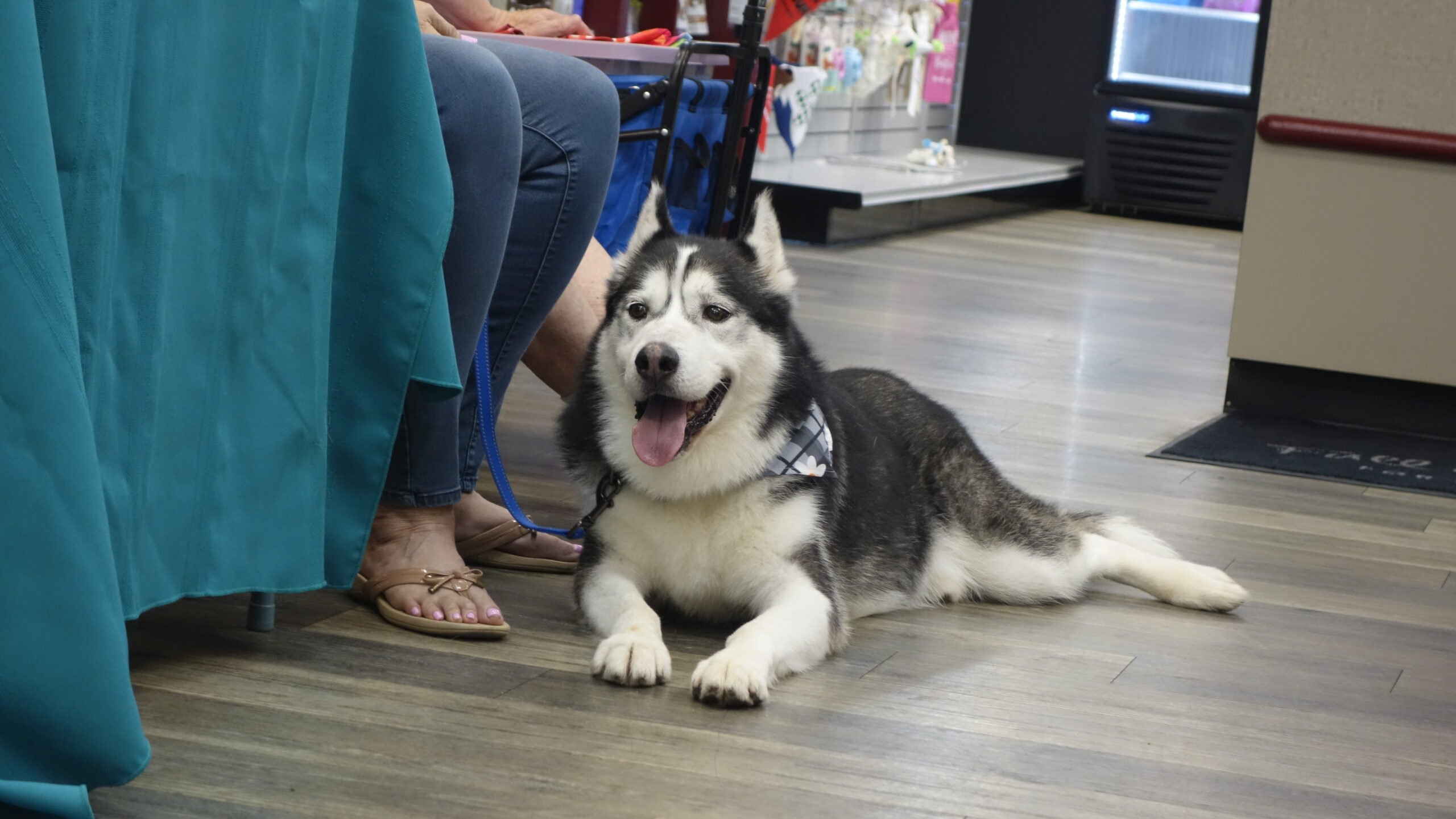 Help KD's Husky Rescue AZ Save More Huskies! campaign photo, 6 of 8