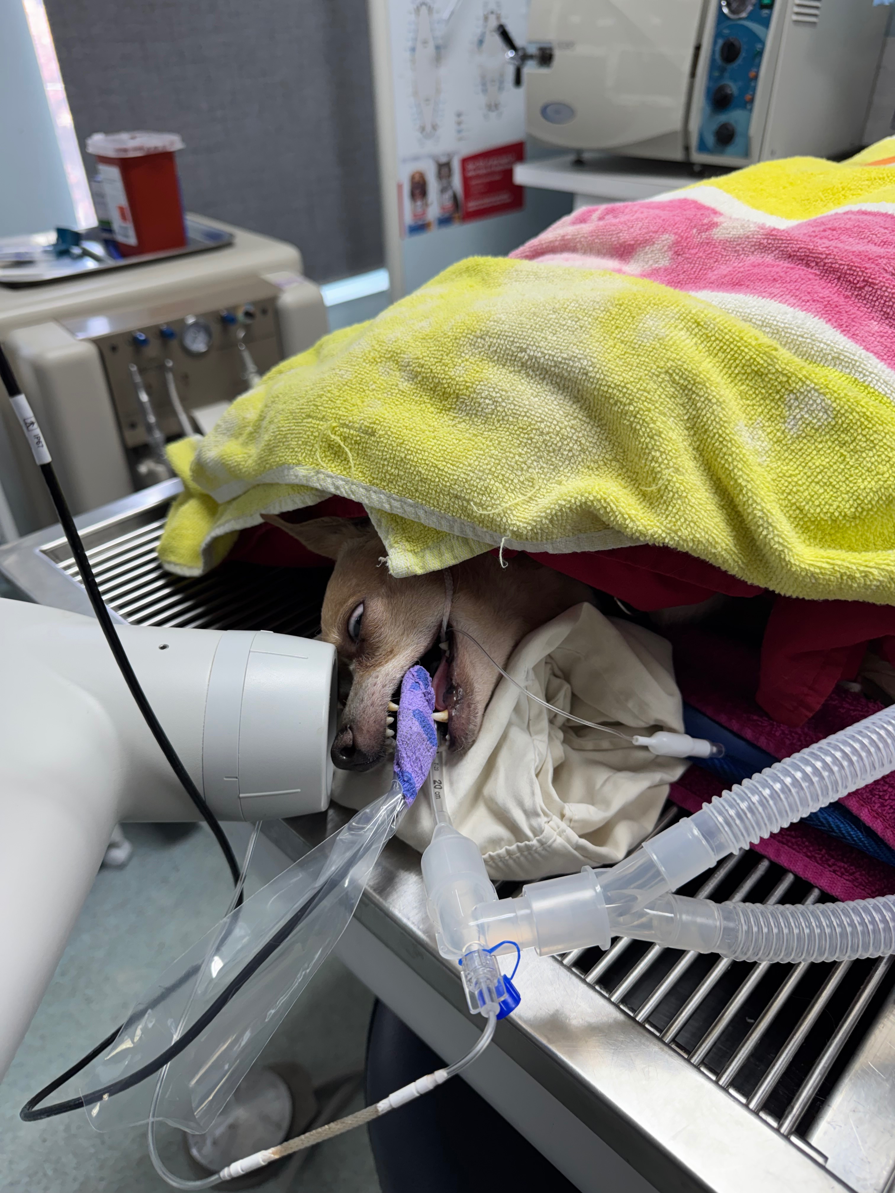 LUCY NEEDS URGENT DENTAL SURGERY! campaign photo, 6 of 7