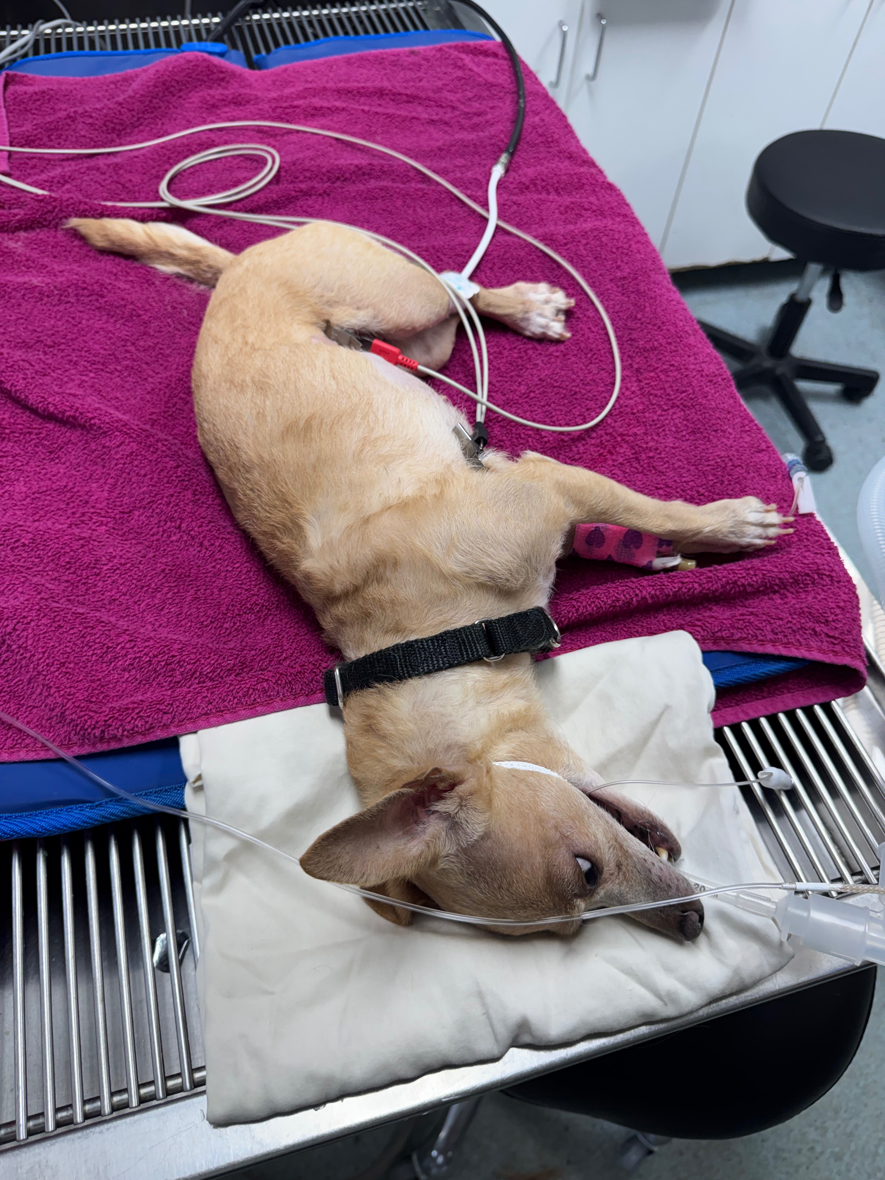 LUCY NEEDS URGENT DENTAL SURGERY! campaign photo, 2 of 7
