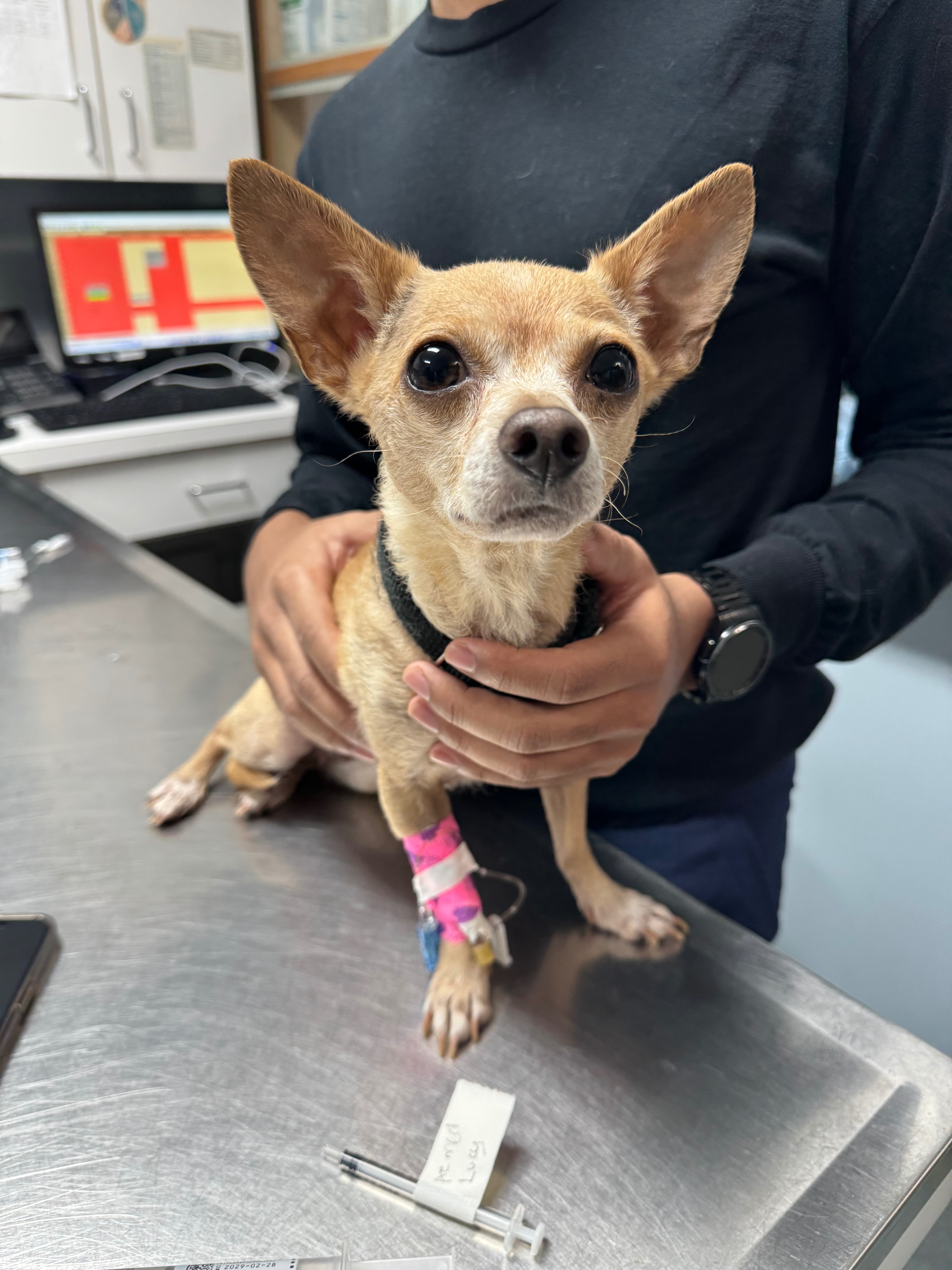 LUCY NEEDS URGENT DENTAL SURGERY! campaign photo, 4 of 7