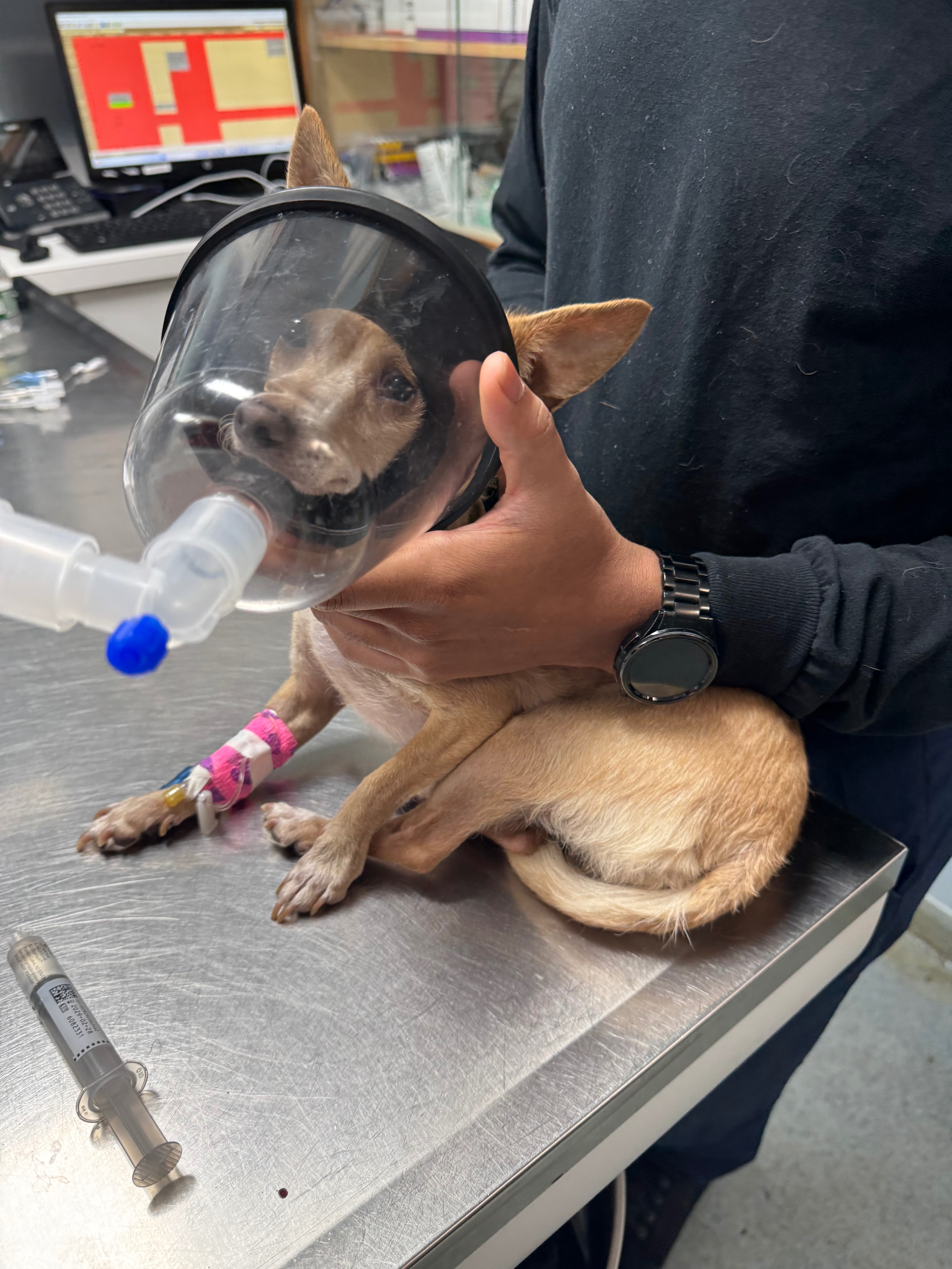 LUCY NEEDS URGENT DENTAL SURGERY! campaign photo, 5 of 7