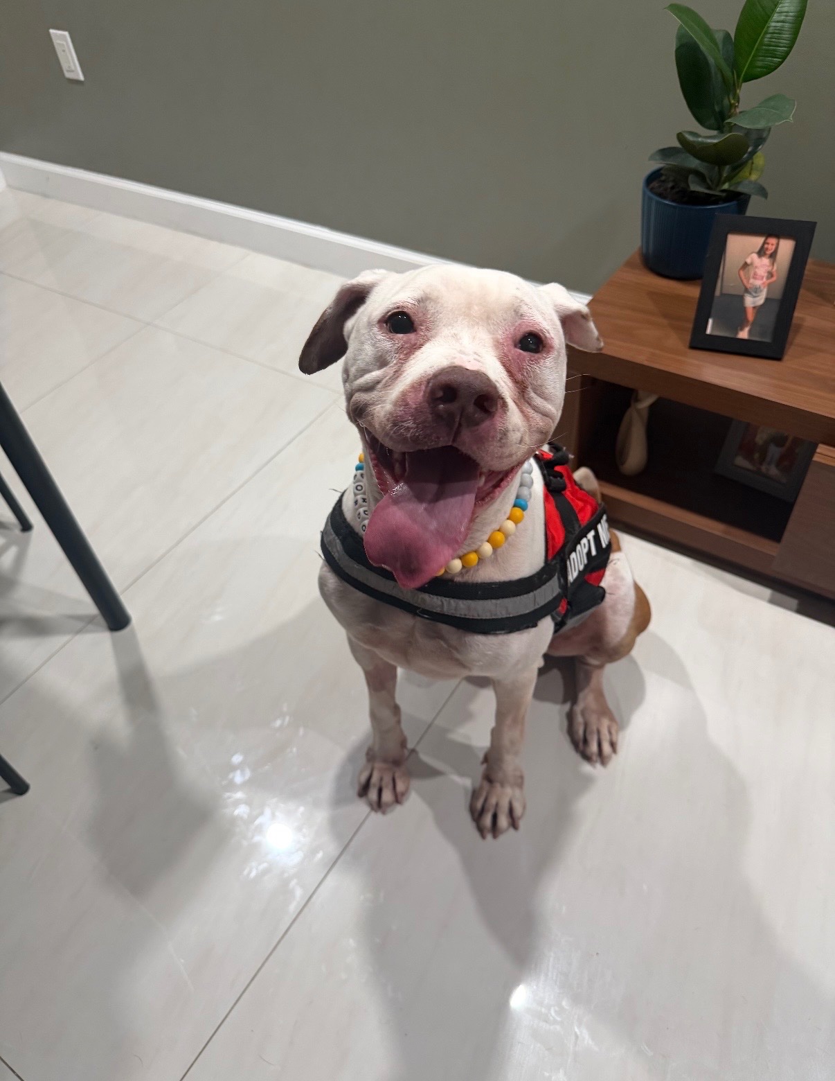 Give Gordo the Chance to Keep Fighting (SCC) campaign photo, 2 of 8