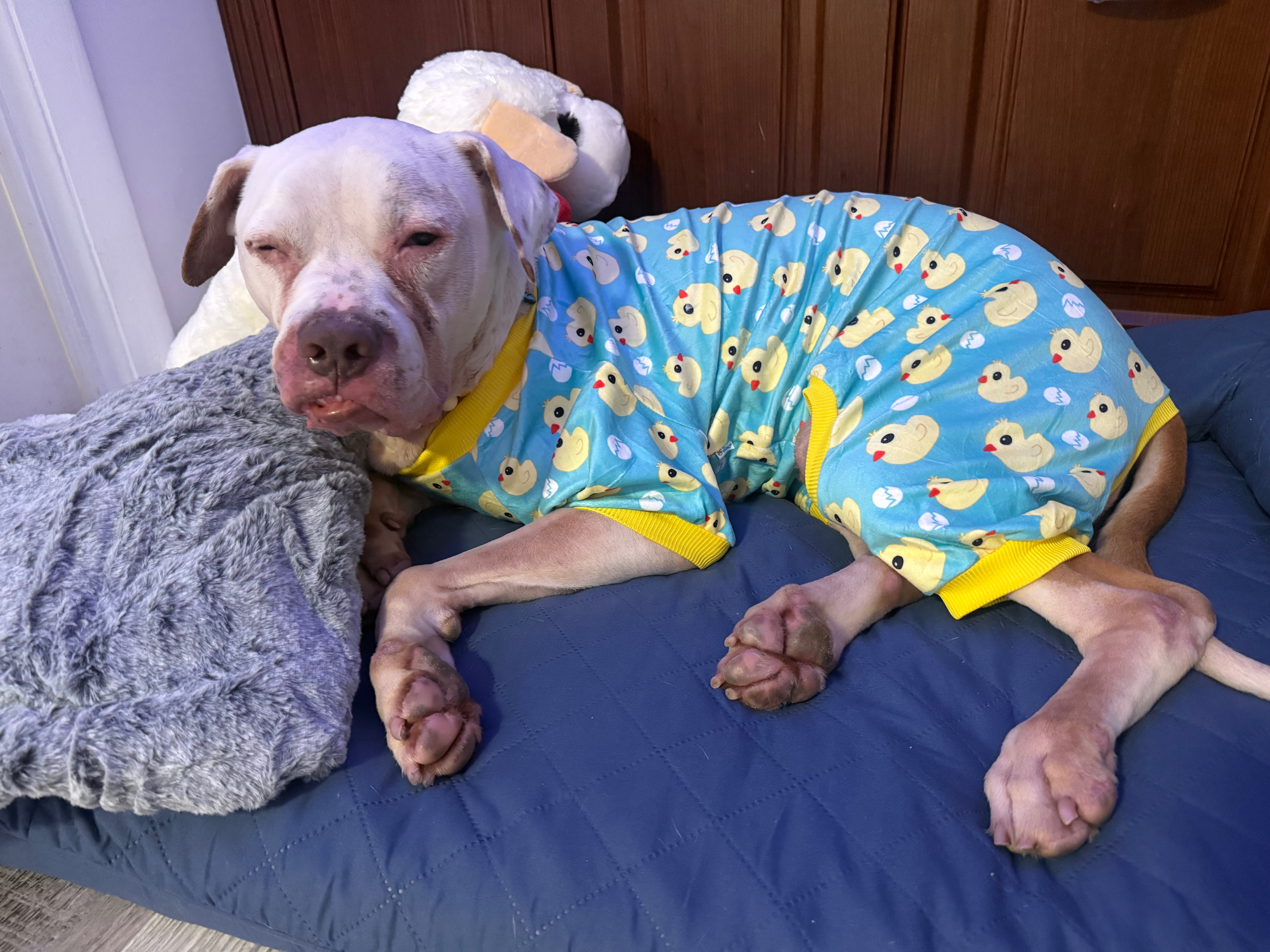 Give Gordo the Chance to Keep Fighting (SCC) campaign photo, 5 of 8