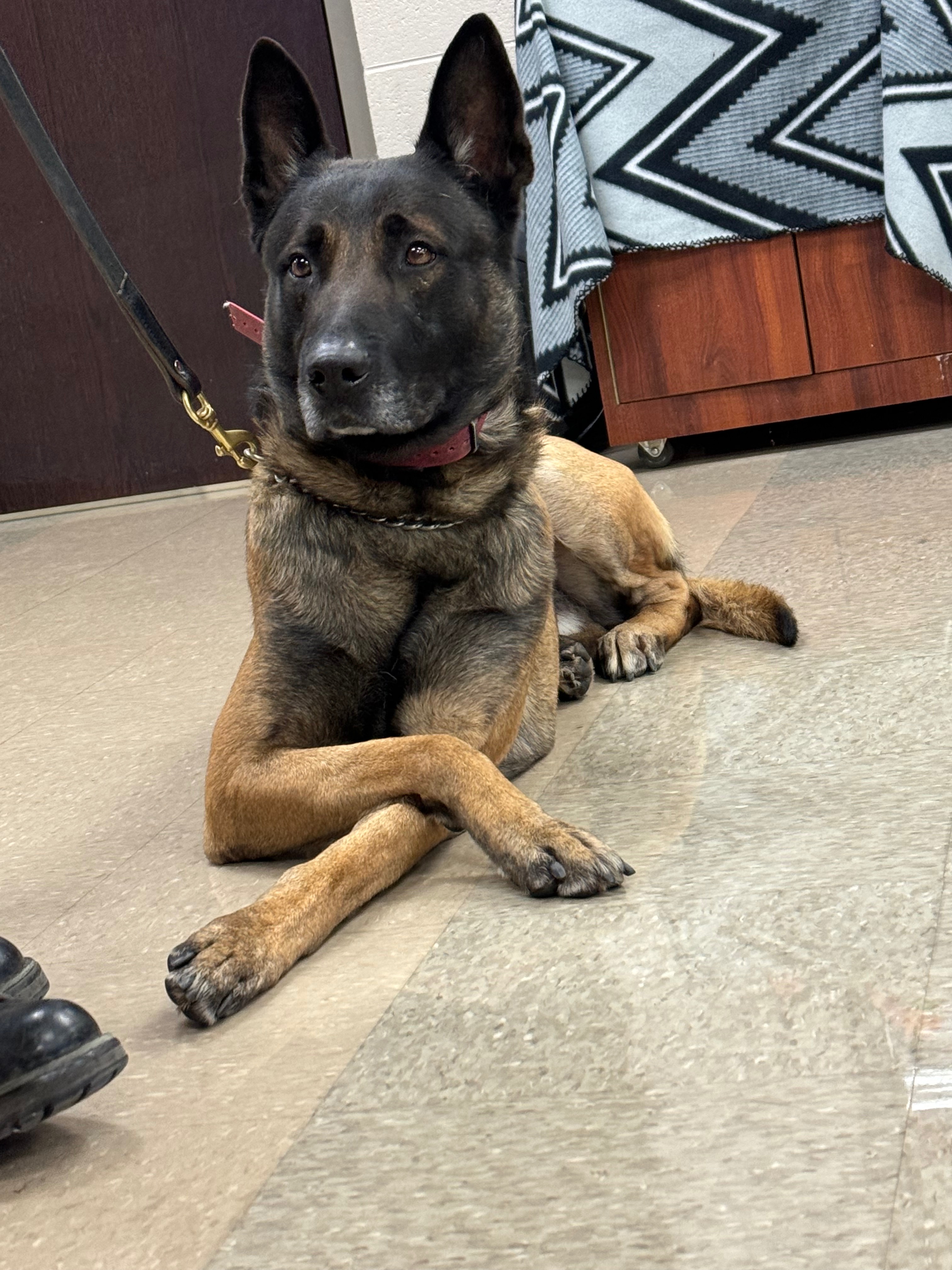 Support K9 Spike’s Medical Care in Retirement campaign photo, 7 of 8