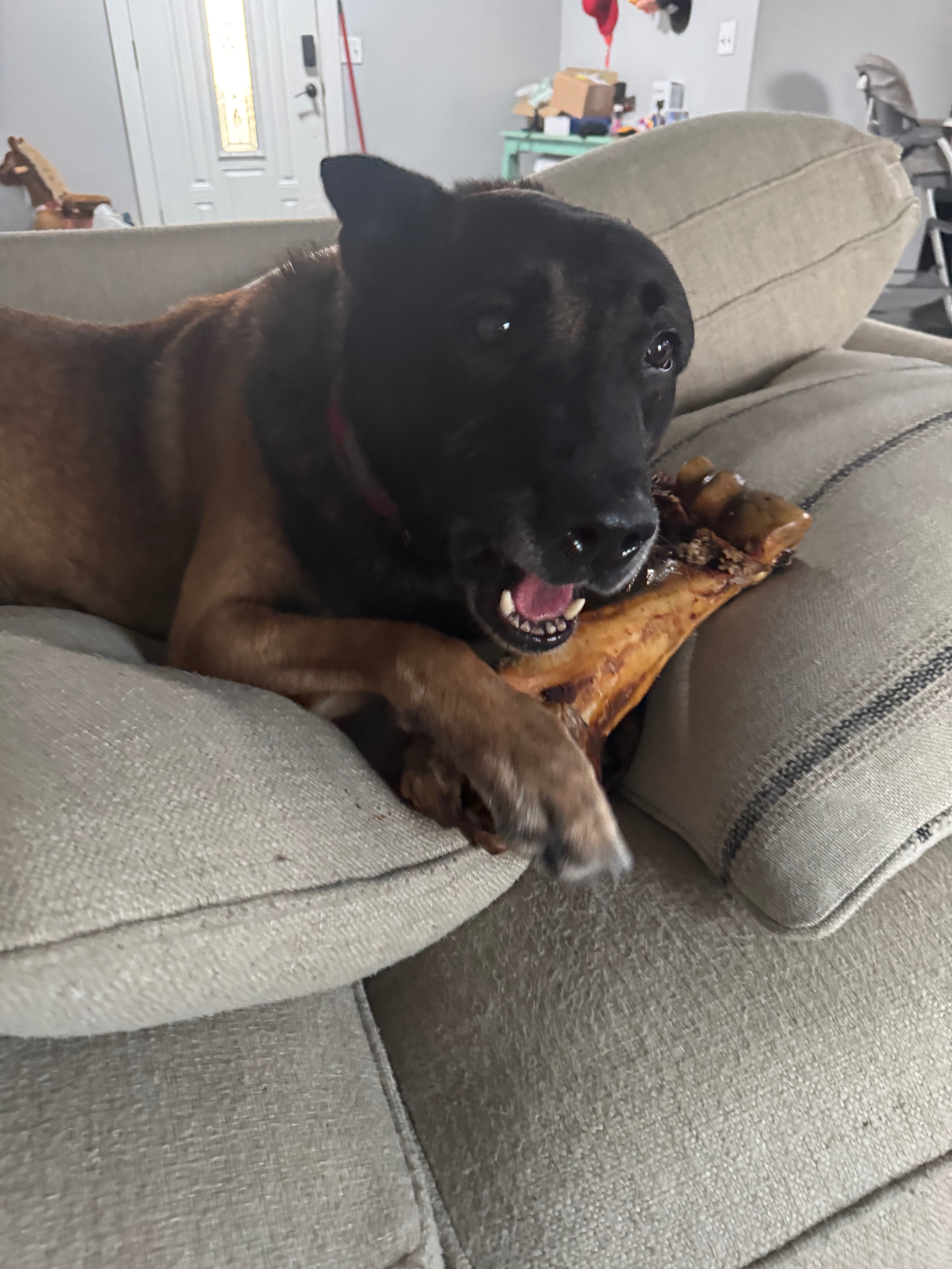 Support K9 Spike’s Medical Care in Retirement campaign photo, 4 of 8