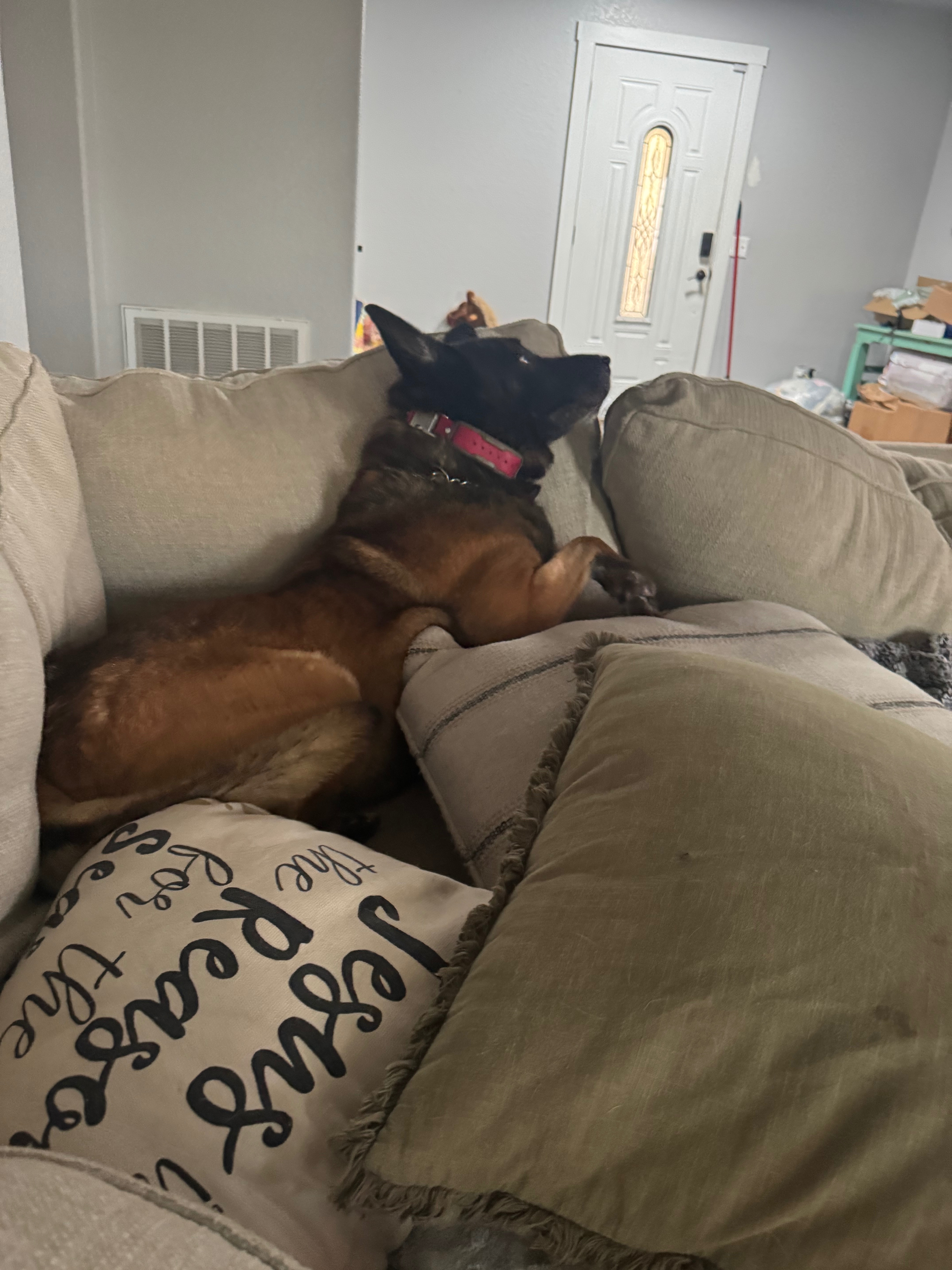 Support K9 Spike’s Medical Care in Retirement campaign photo, 5 of 8