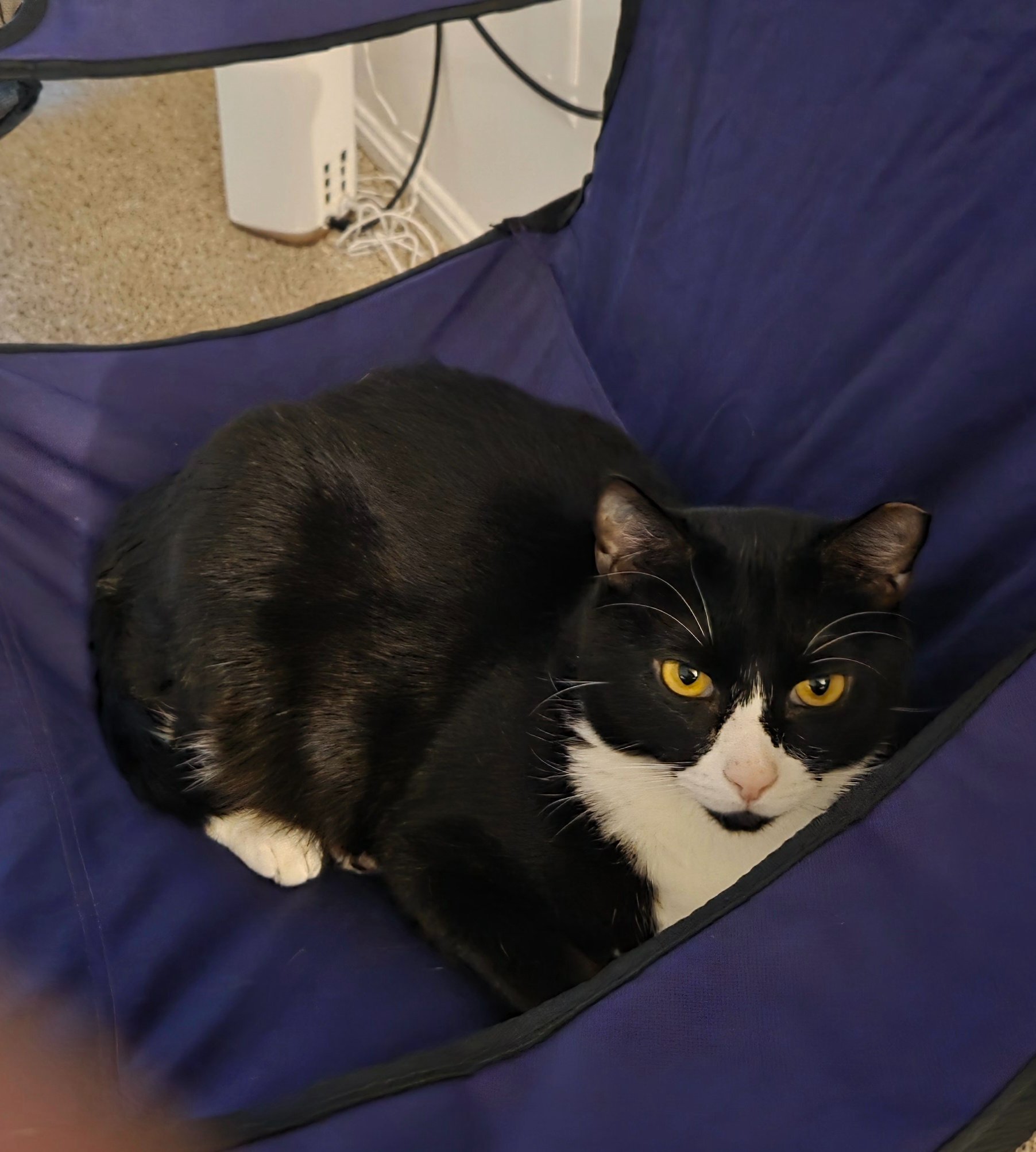 Urgent Help to Keep Me and My Cats Housed campaign photo, 4 of 5