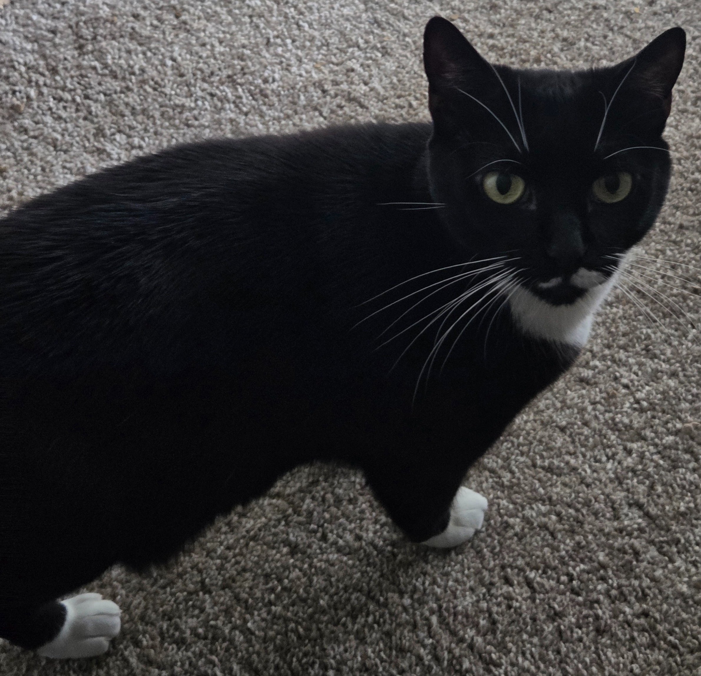 Urgent Help to Keep Me and My Cats Housed campaign photo, 2 of 5