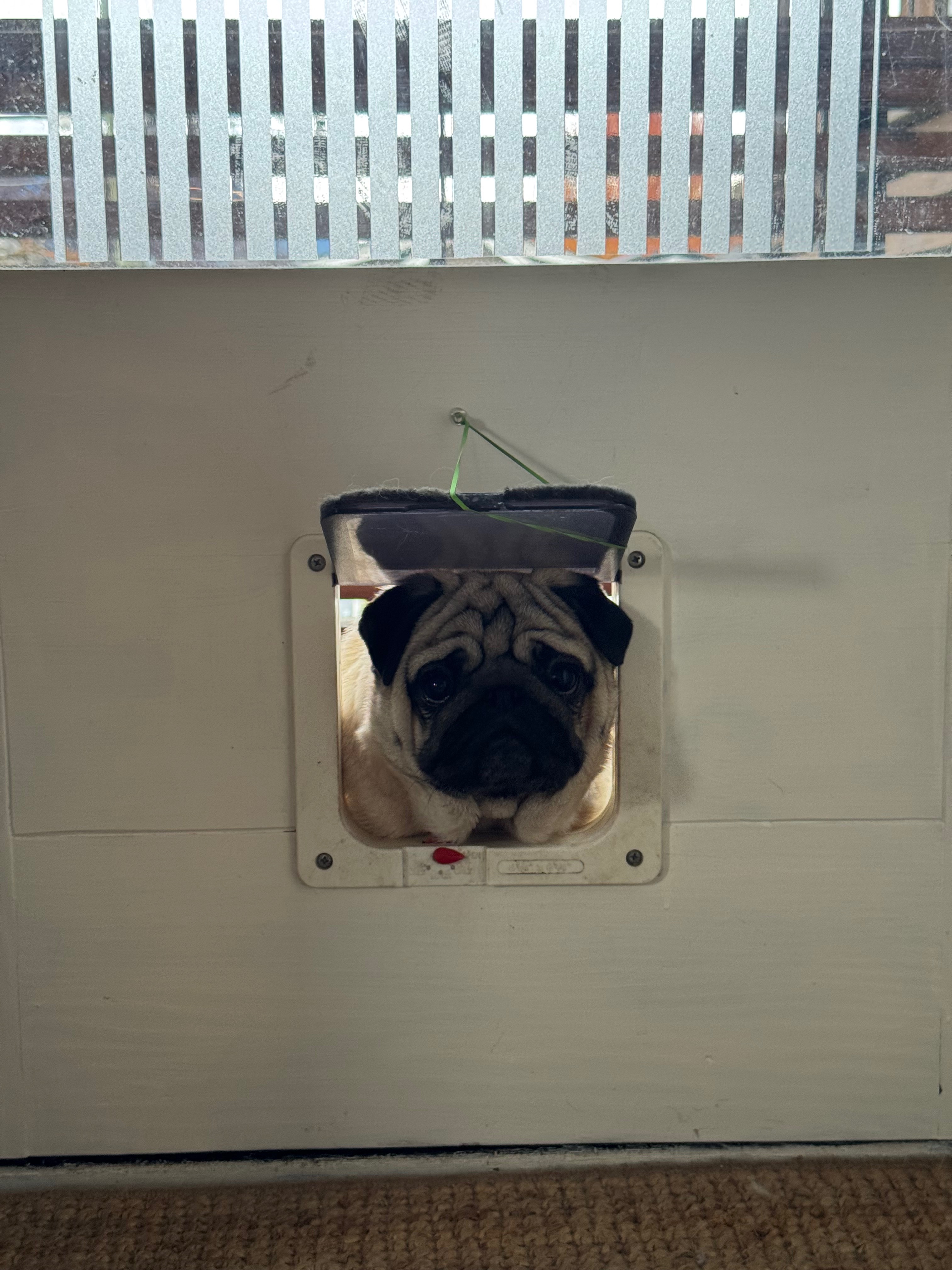 Guppy needs life saving emergency surgery campaign photo, 5 of 8