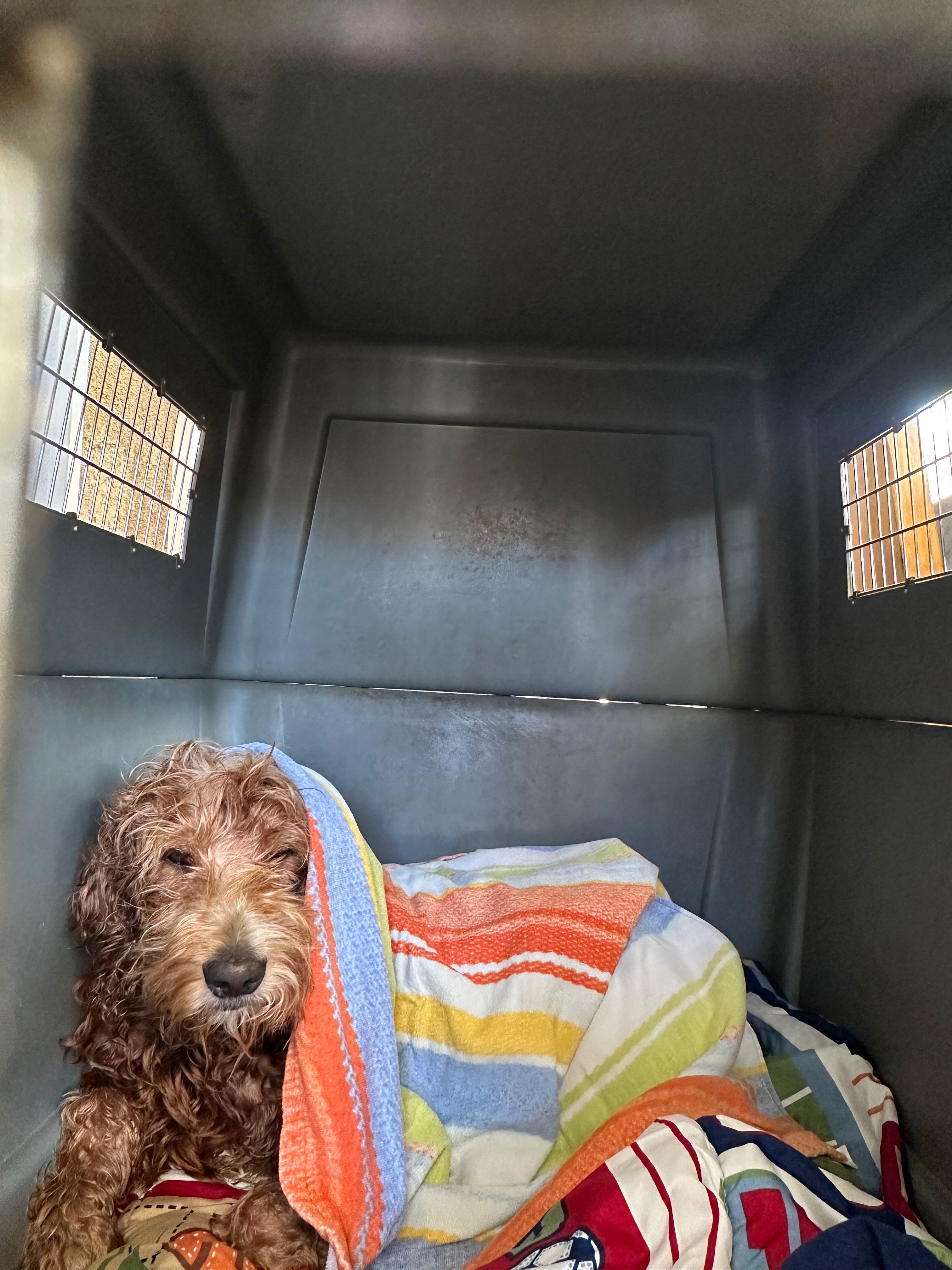 Give Maxine the Second Chance She Deserves campaign photo, 5 of 6