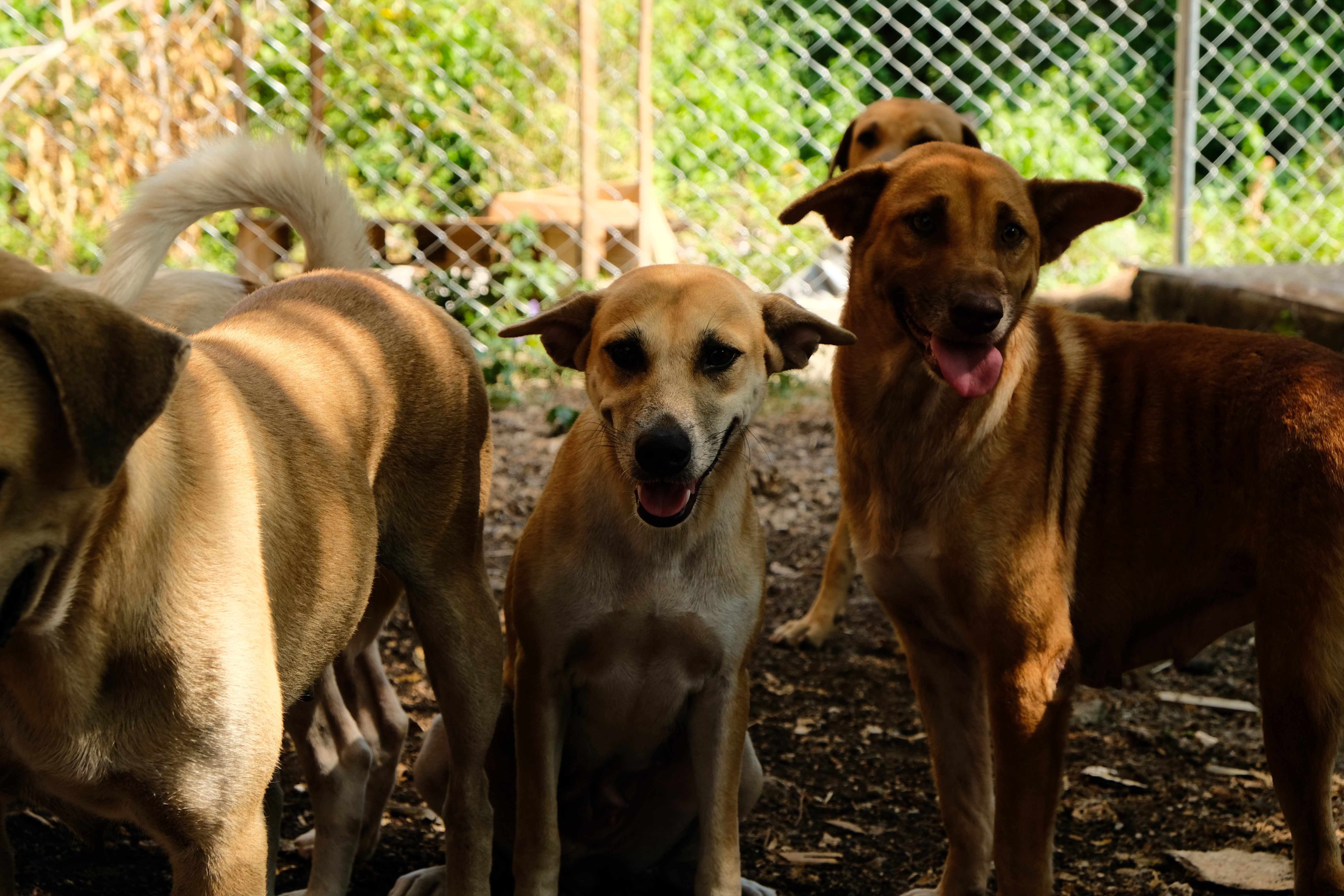 Help up build a safe home for the stray animals in Panglao campaign photo, 7 of 8