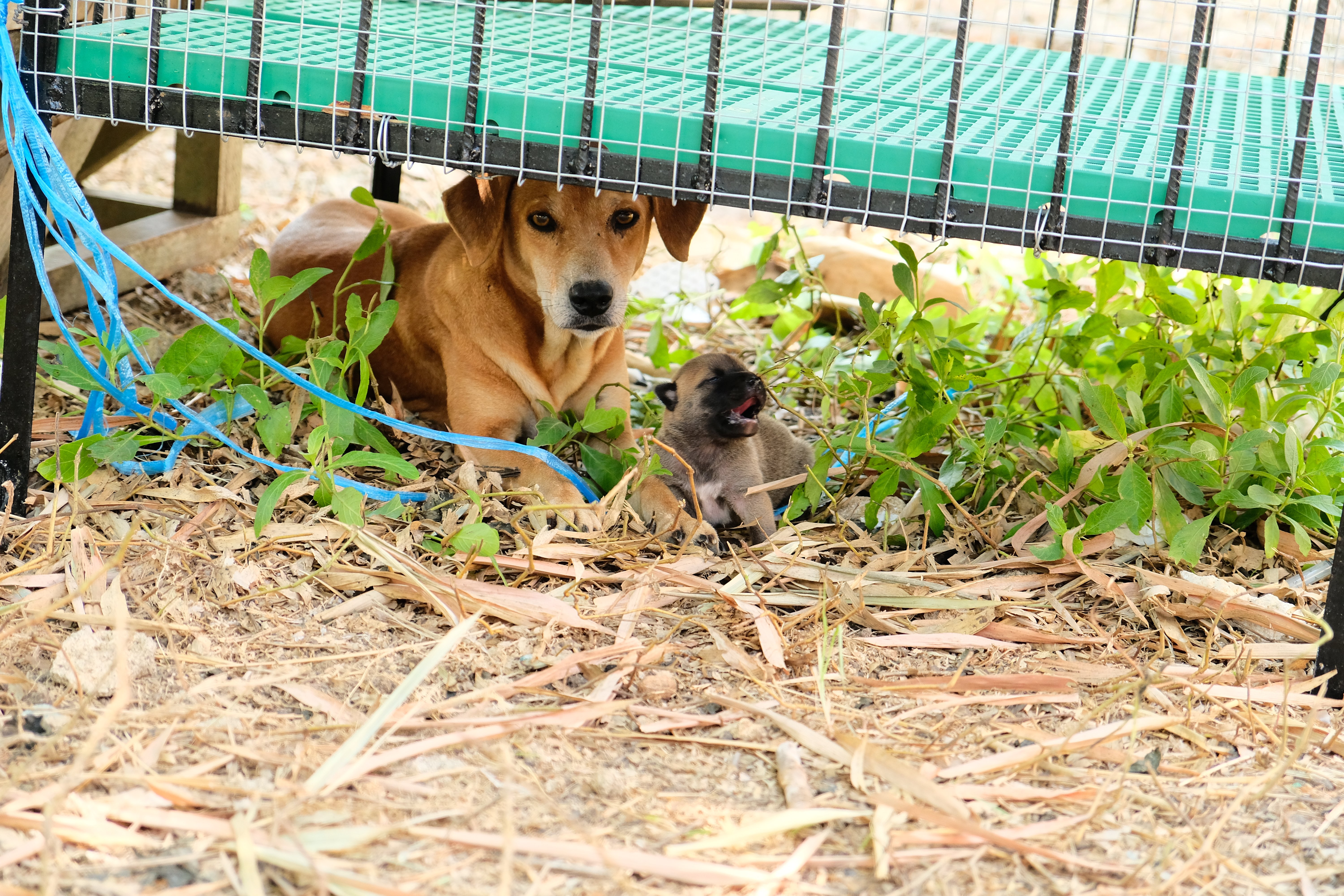 Help up build a safe home for the stray animals in Panglao campaign photo, 2 of 8