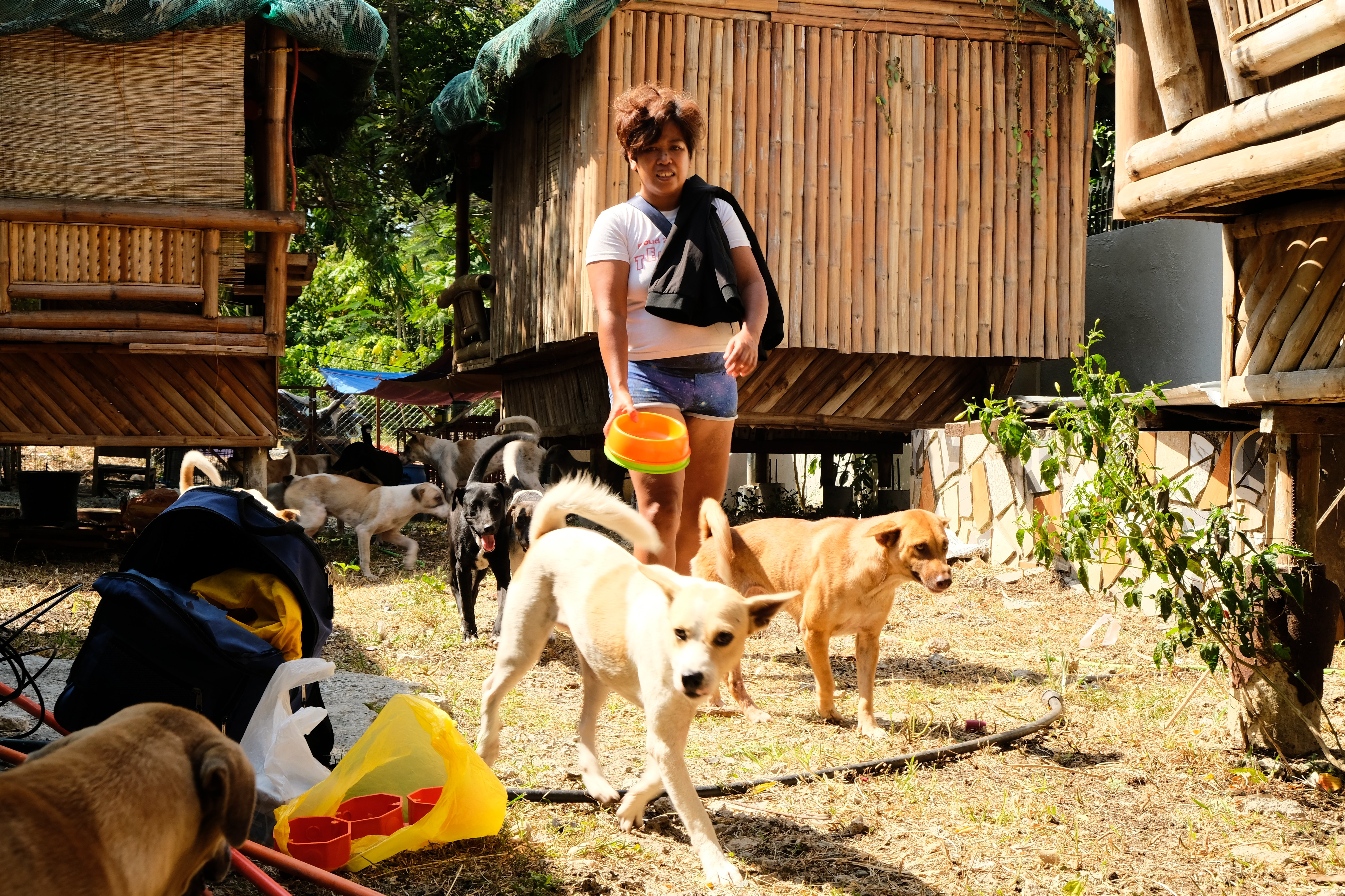 Help up build a safe home for the stray animals in Panglao campaign photo, 4 of 8