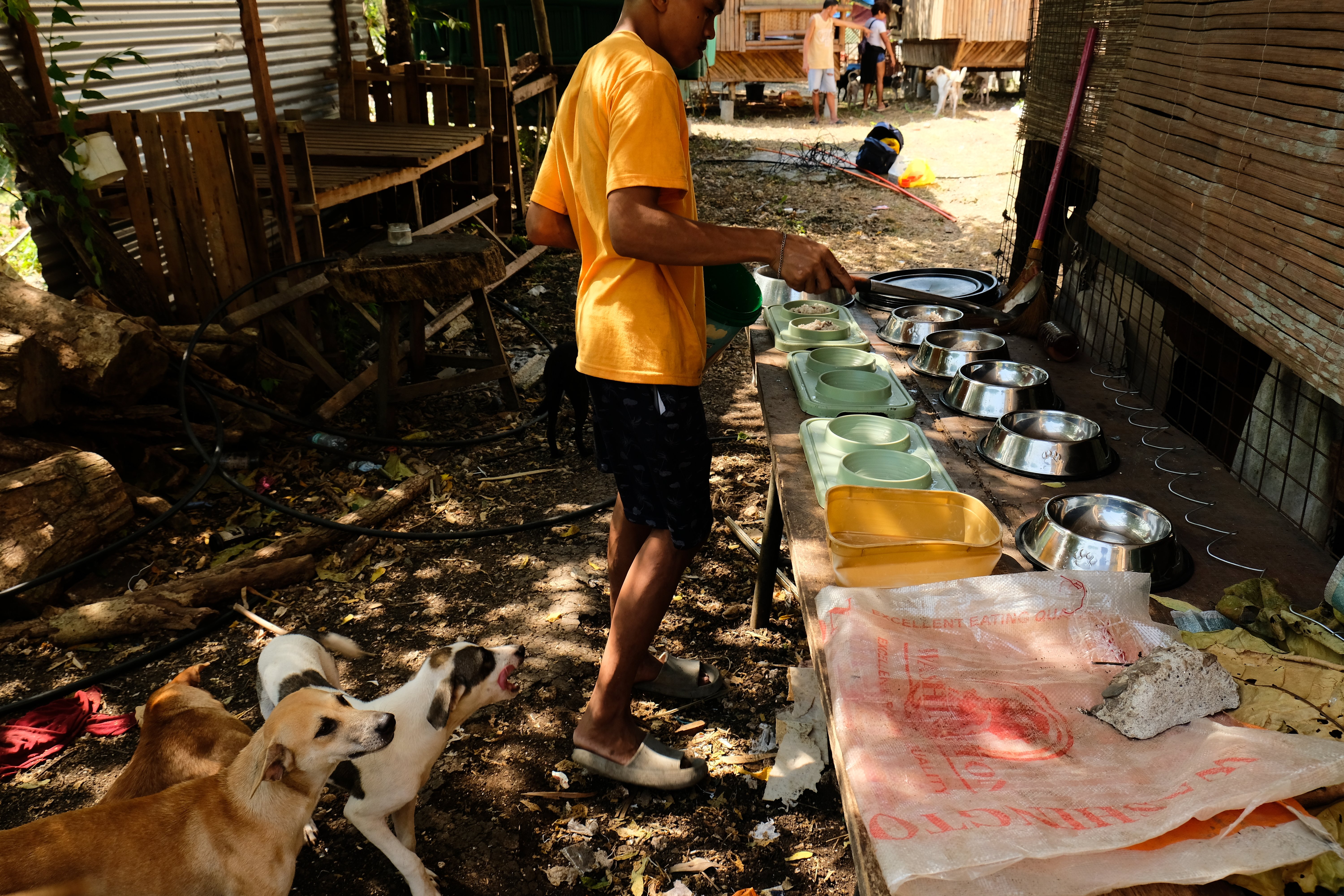 Help up build a safe home for the stray animals in Panglao campaign photo, 5 of 8