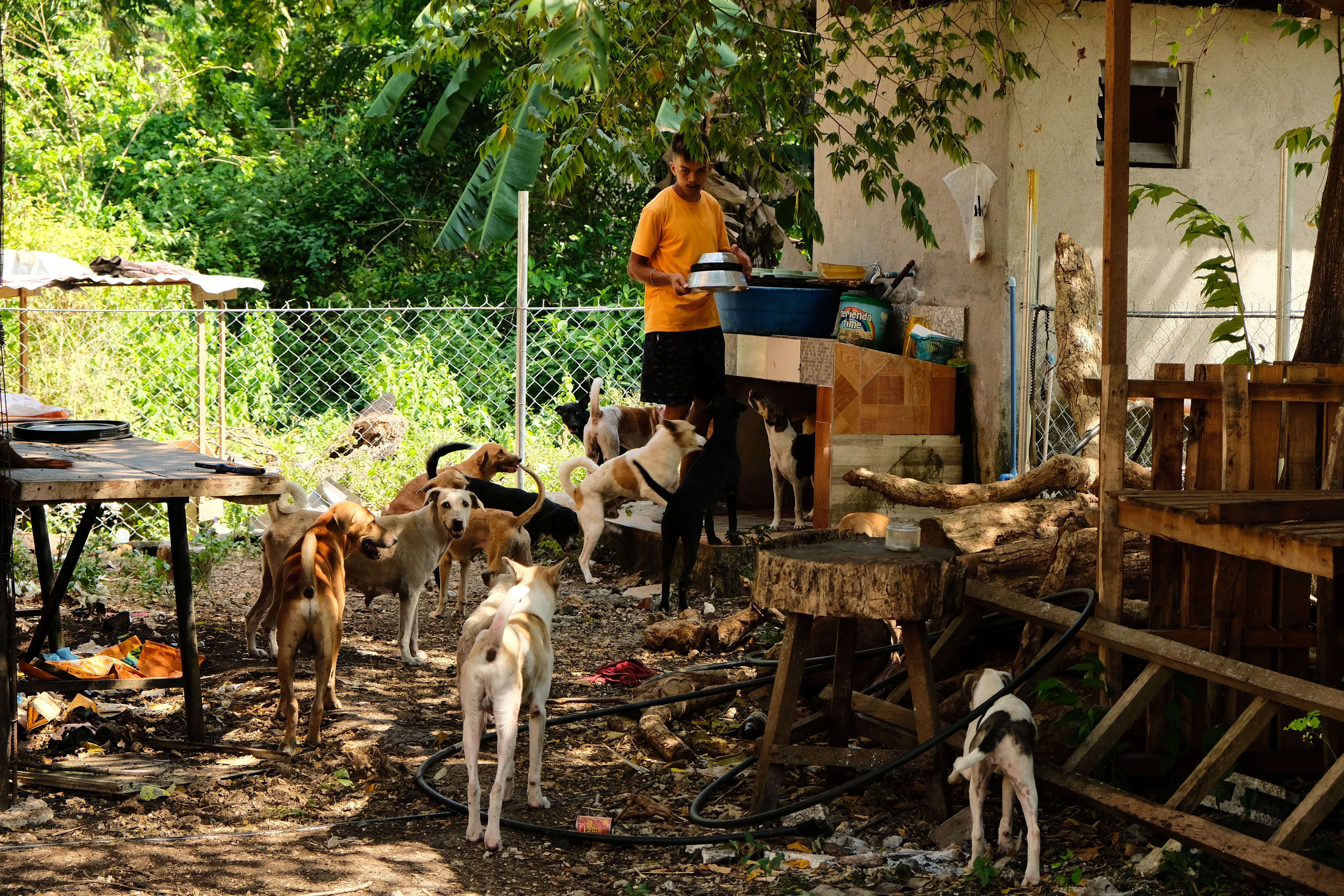 Help up build a safe home for the stray animals in Panglao campaign photo, 6 of 8