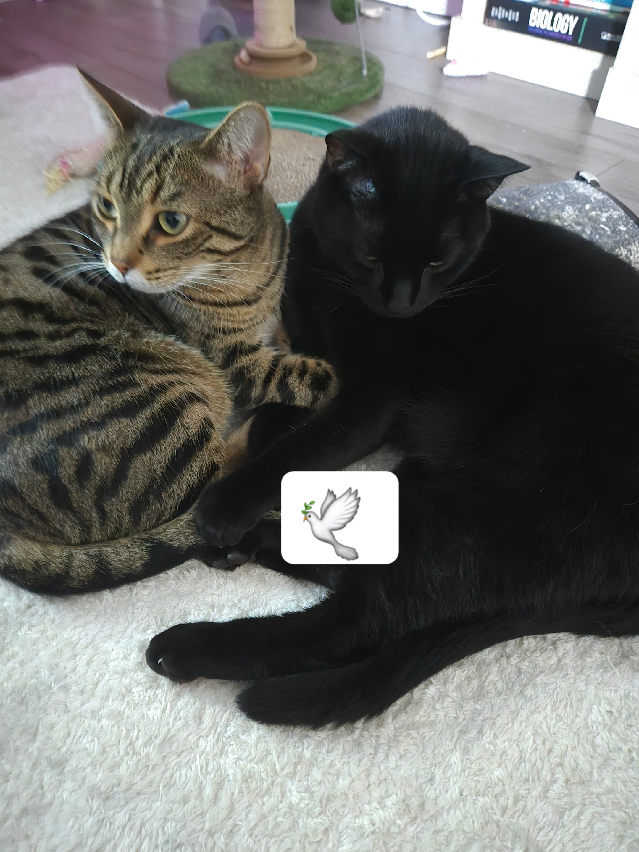 Mylo's Vet bills and Aquamation support campaign photo, 2 of 10