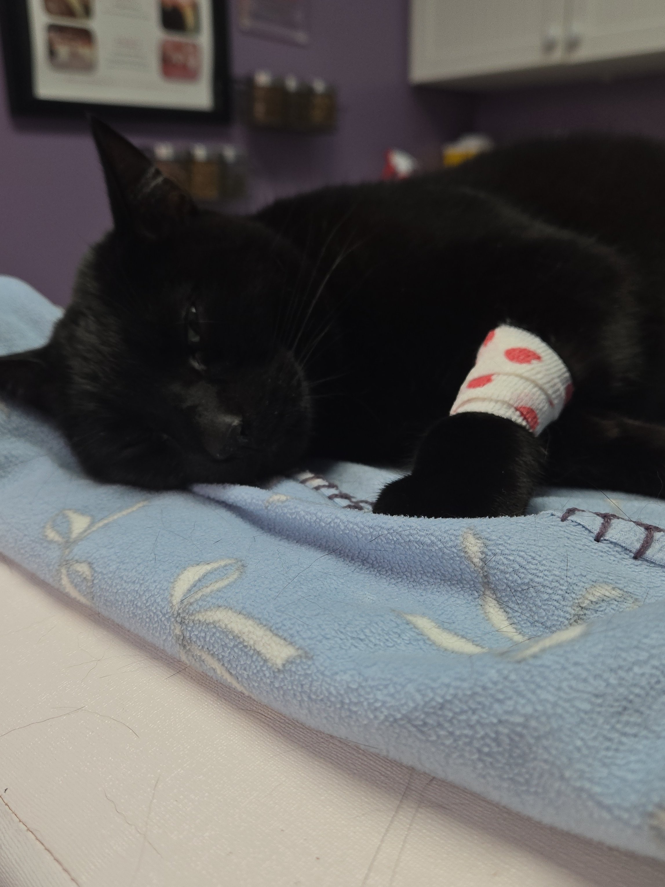 Mylo's Vet bills and Aquamation support campaign photo, 4 of 10