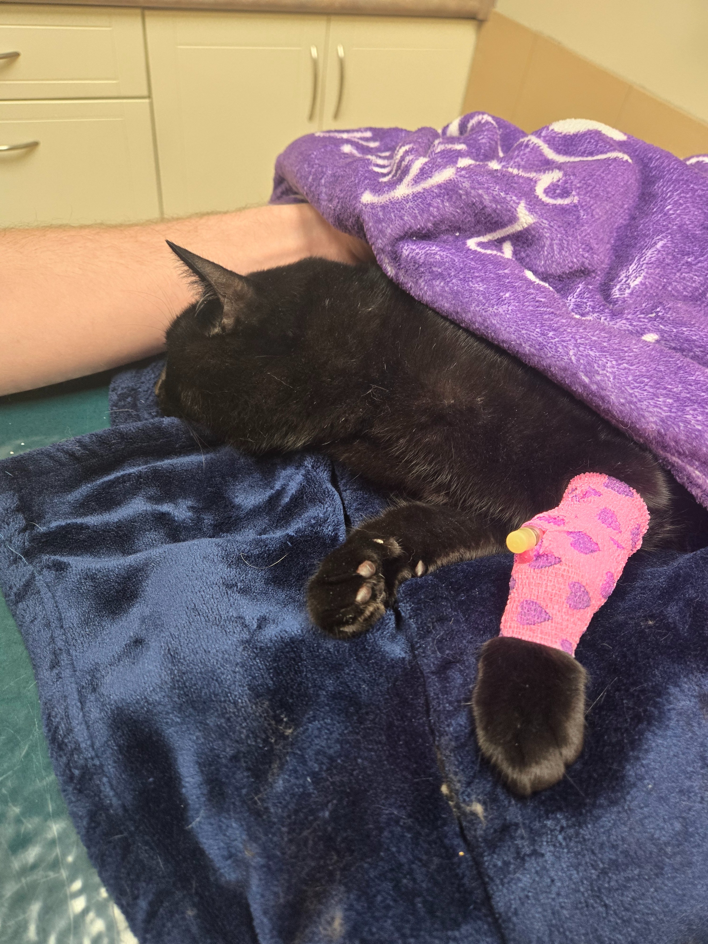 Mylo's Vet bills and Aquamation support campaign photo, 5 of 10