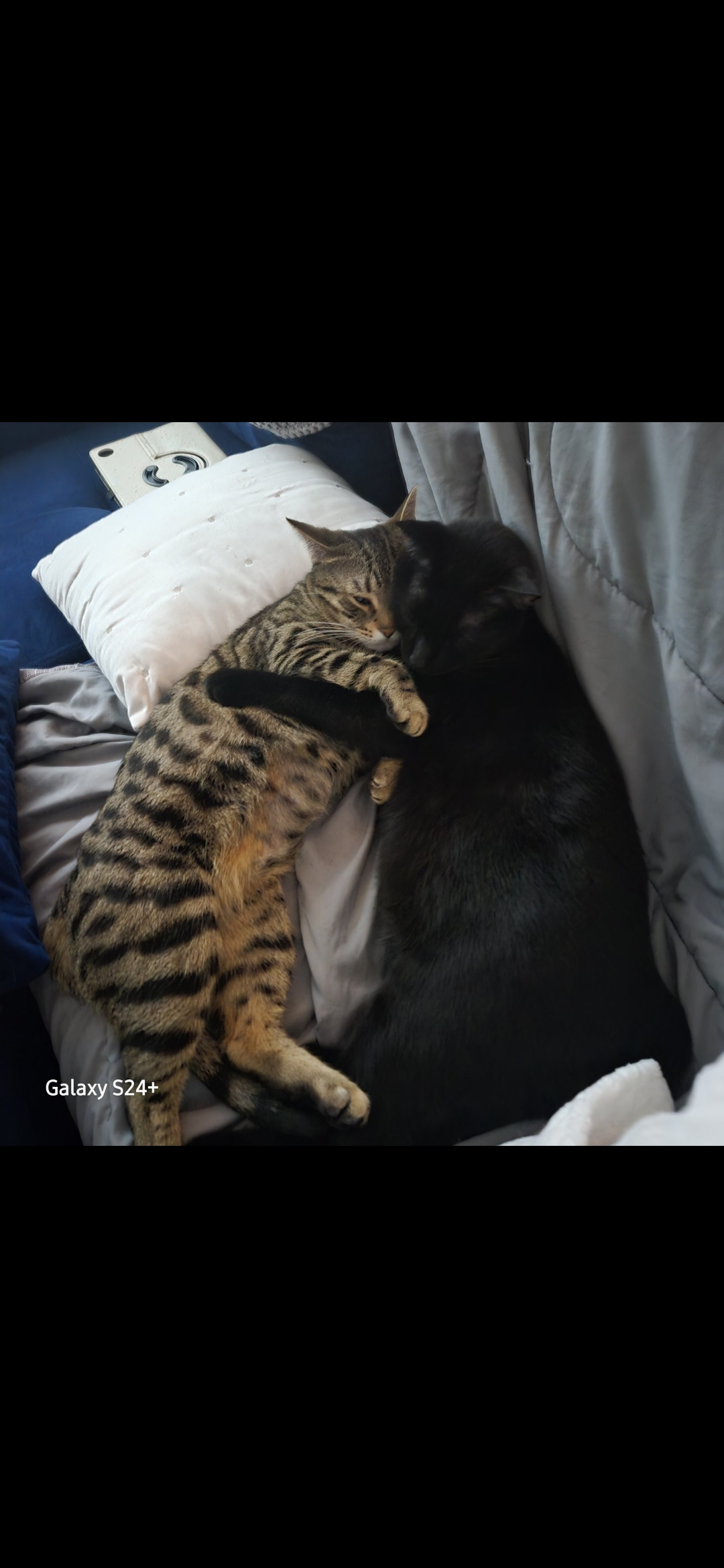 Mylo's Vet bills and Aquamation support campaign photo, 6 of 10