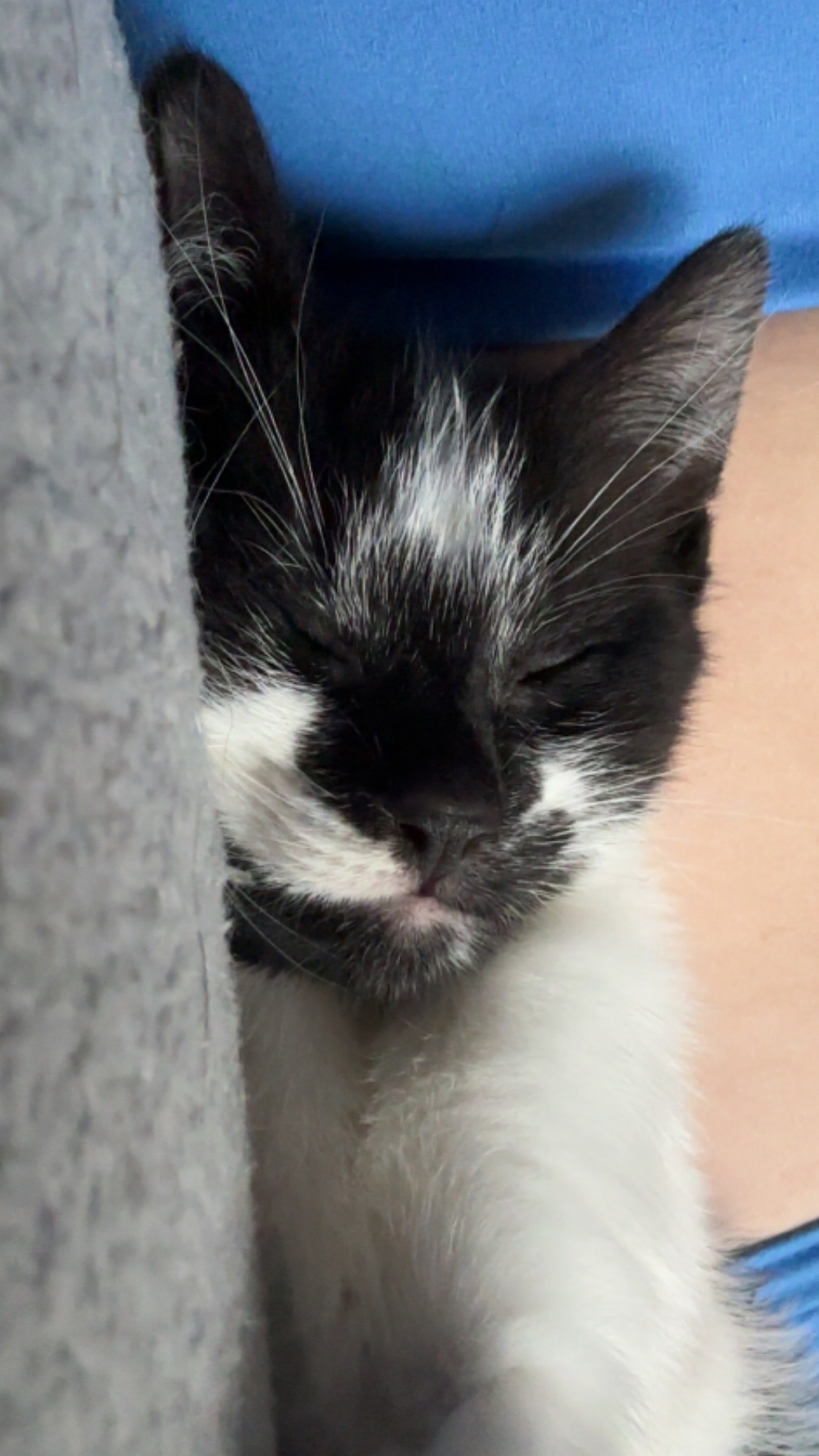 Please help me save Rascals little life. campaign photo, 7 of 8