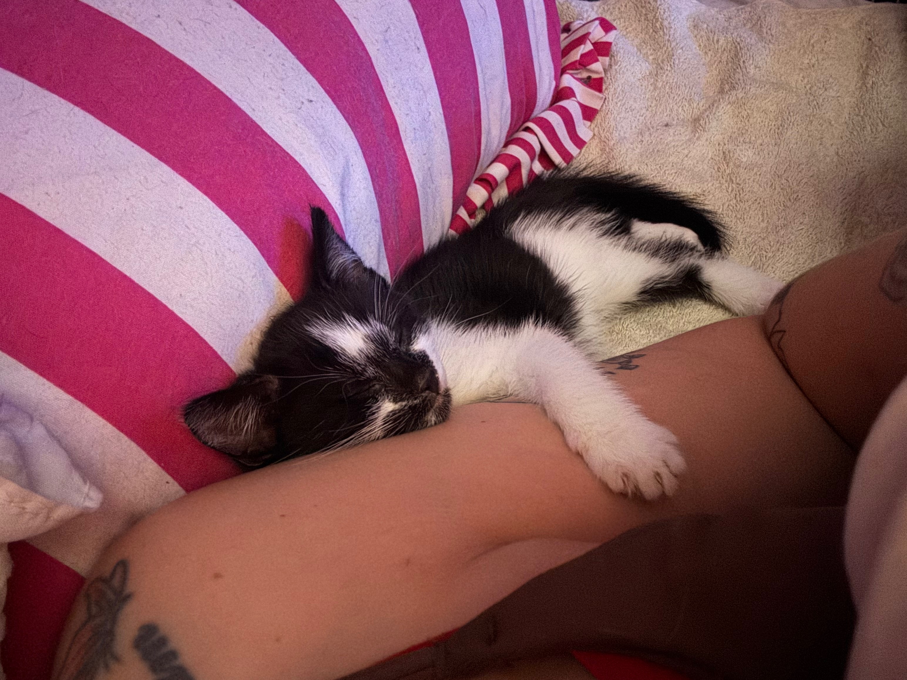 Please help me save Rascals little life. campaign photo, 2 of 8