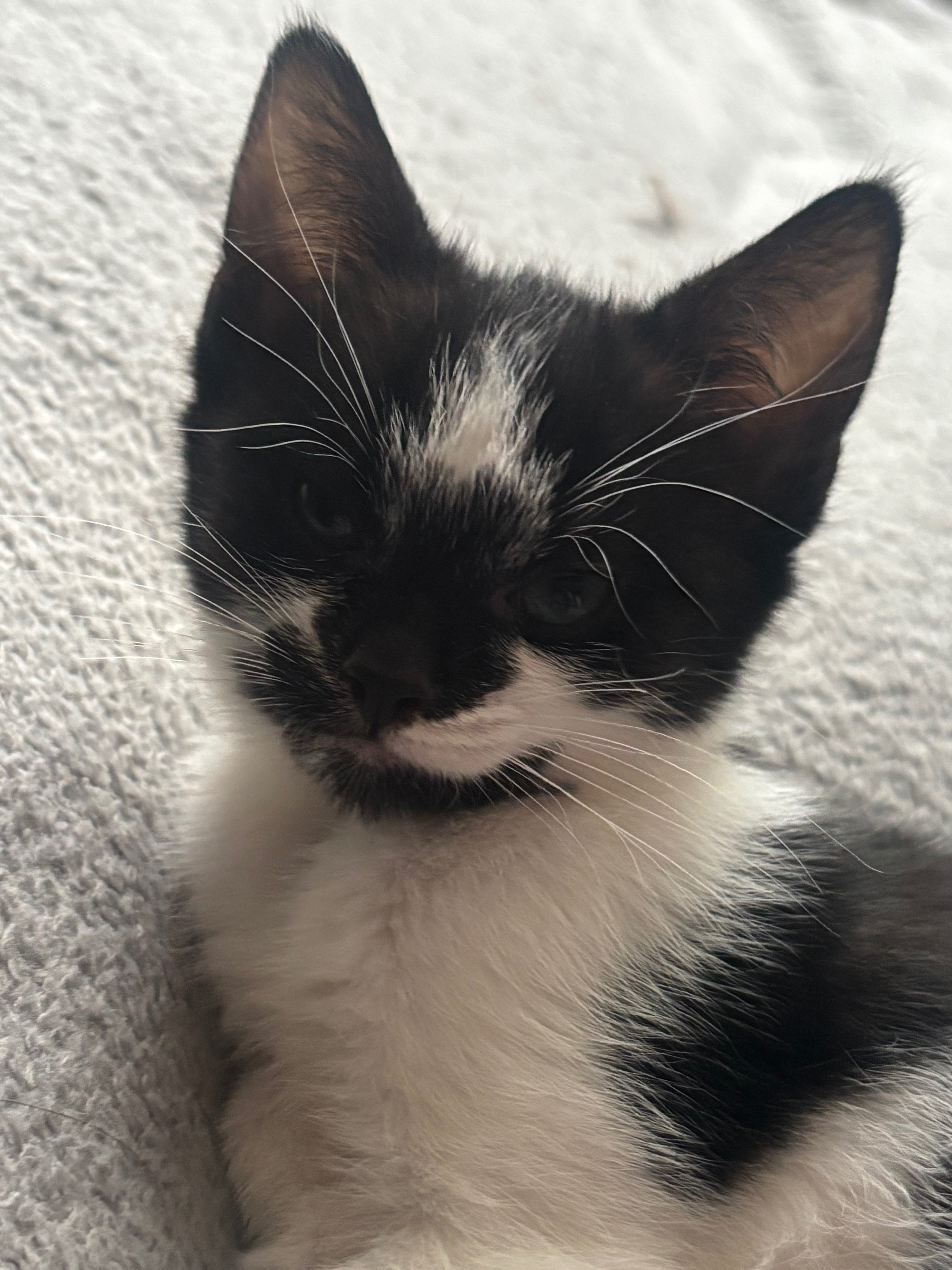 Please help me save Rascals little life. campaign photo, 4 of 8