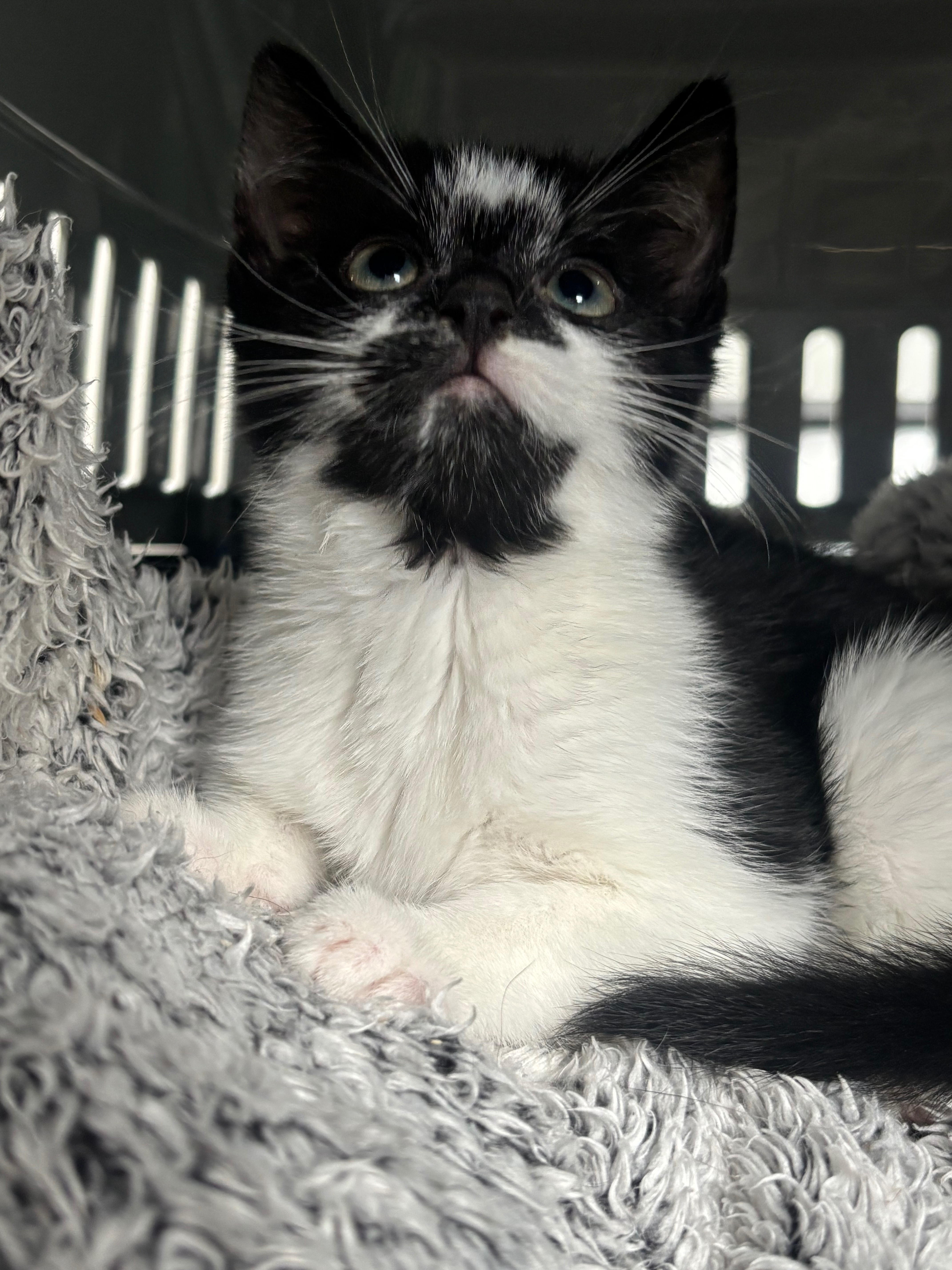 Please help me save Rascals little life. campaign photo, 5 of 8