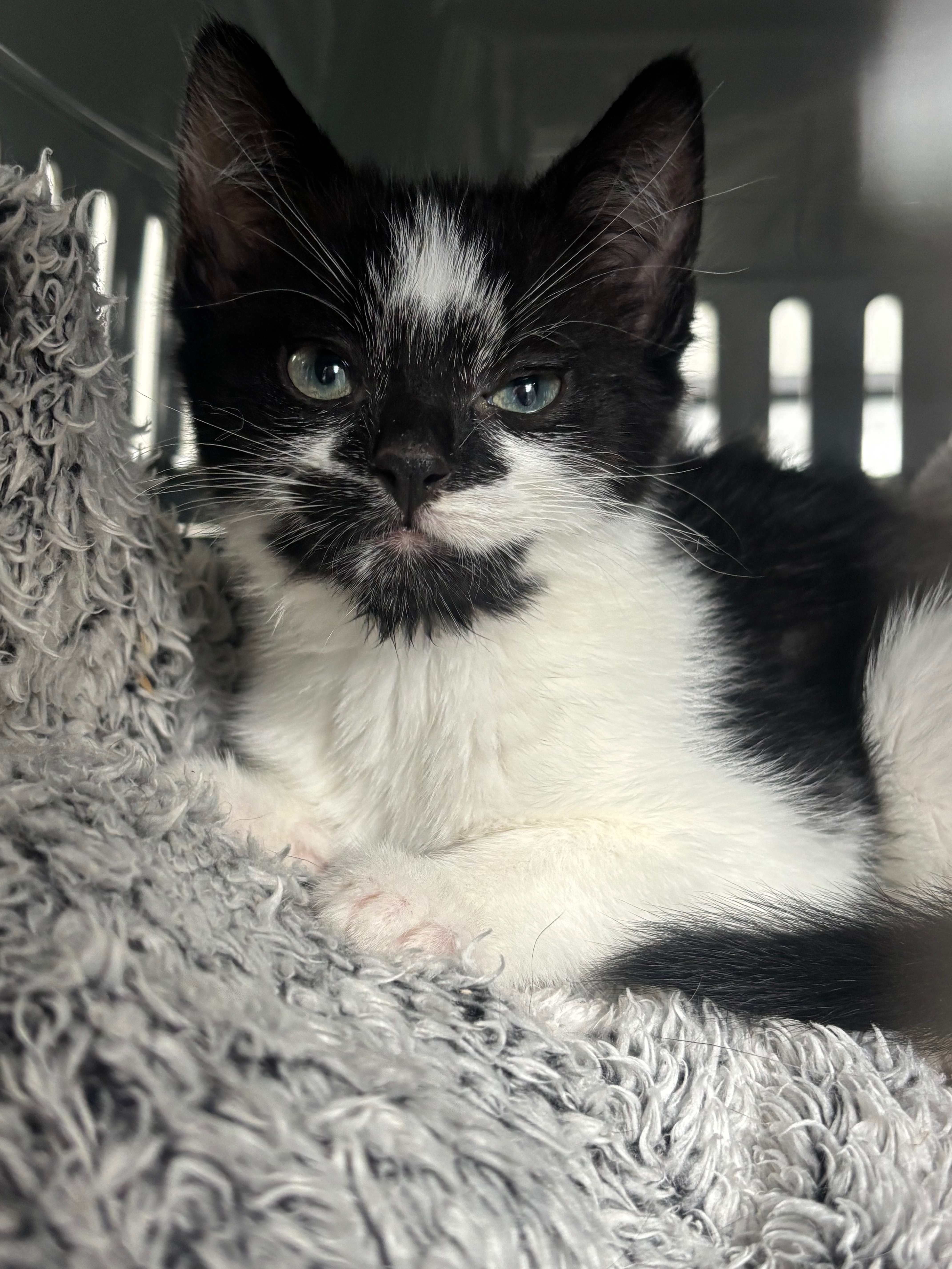 Please help me save Rascals little life. campaign photo, 6 of 8
