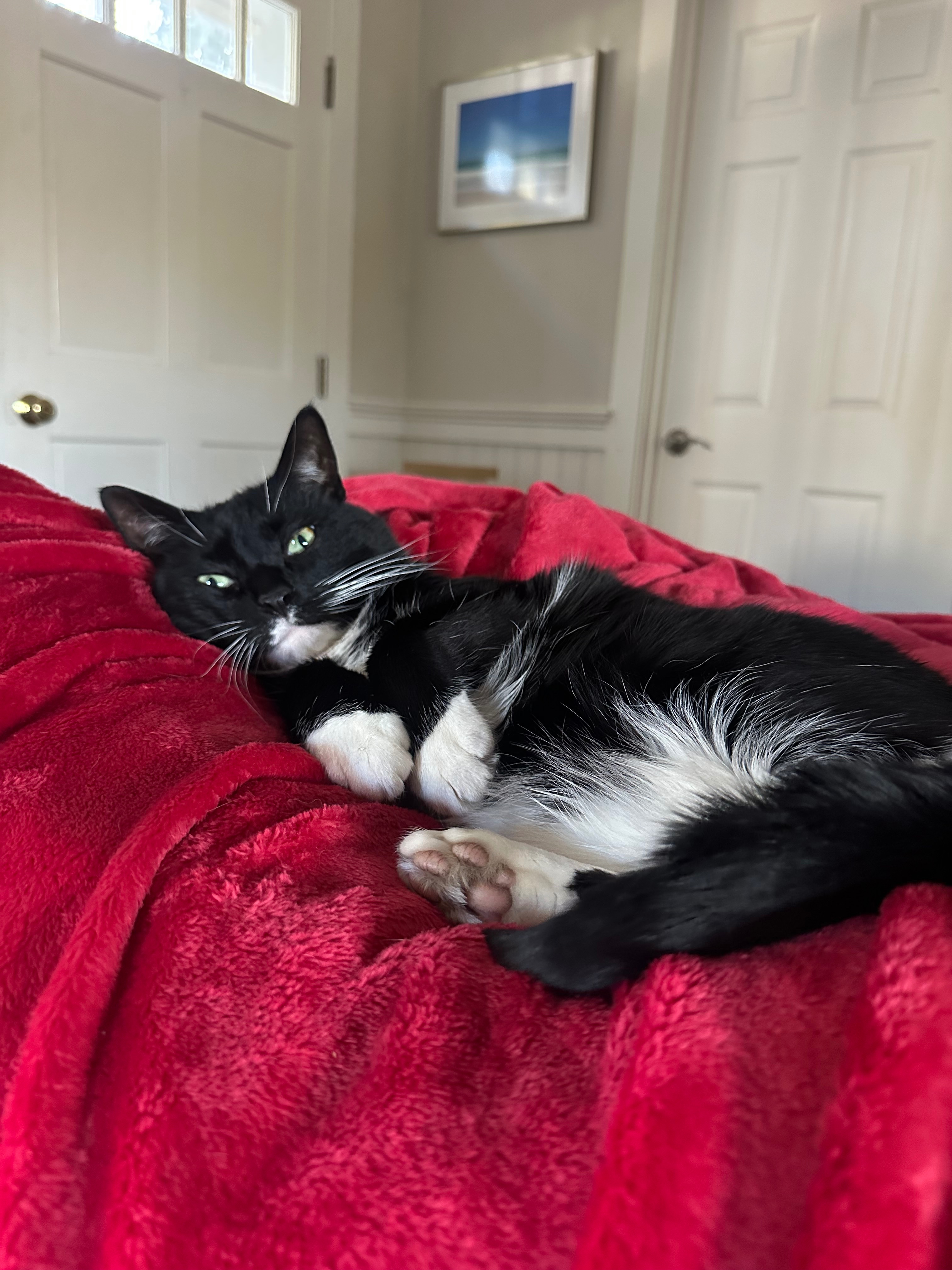 Help Loki Get Life Extending Treatment campaign photo, 5 of 6