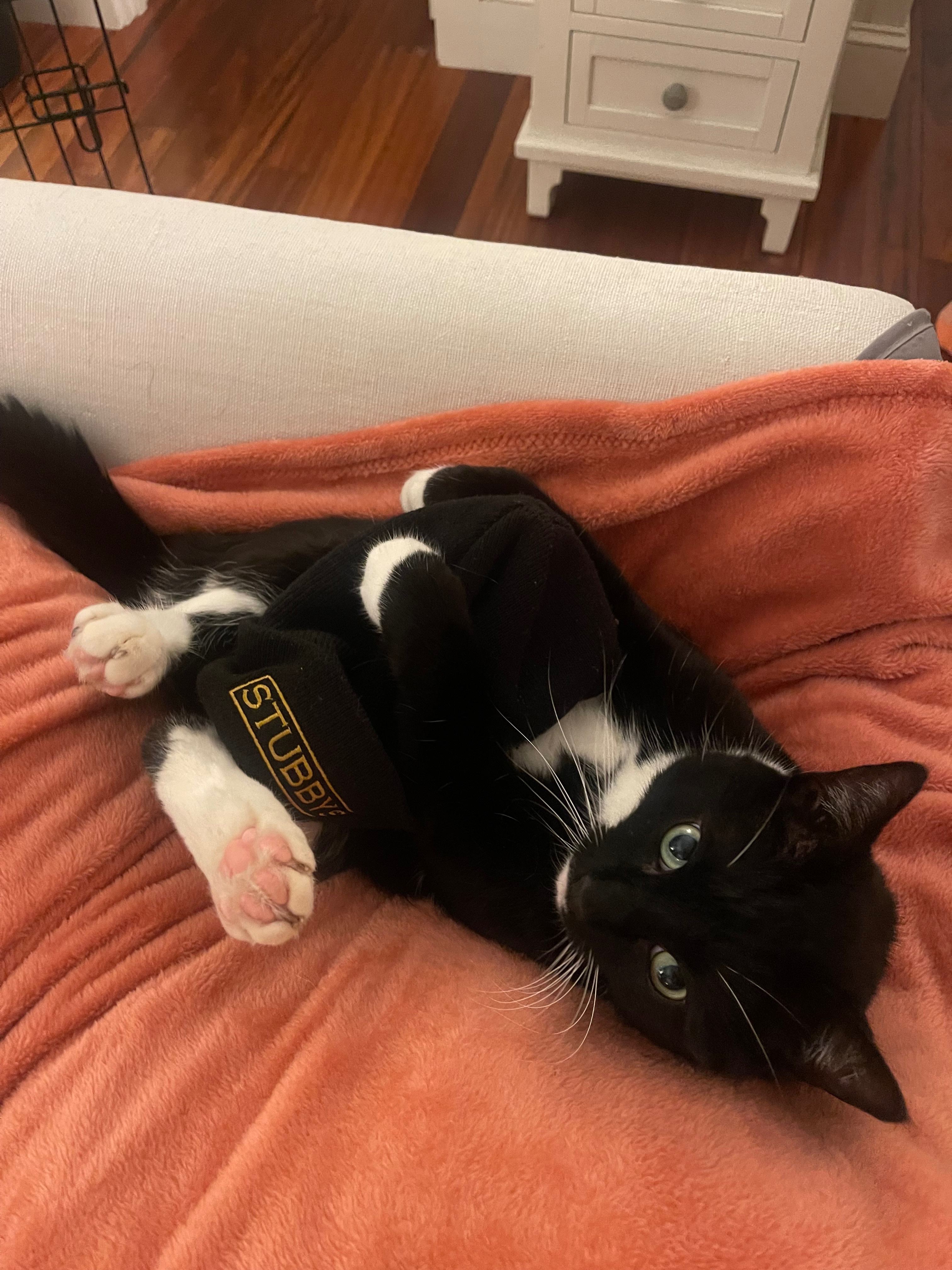 Help Loki Get Life Extending Treatment campaign photo, 4 of 6