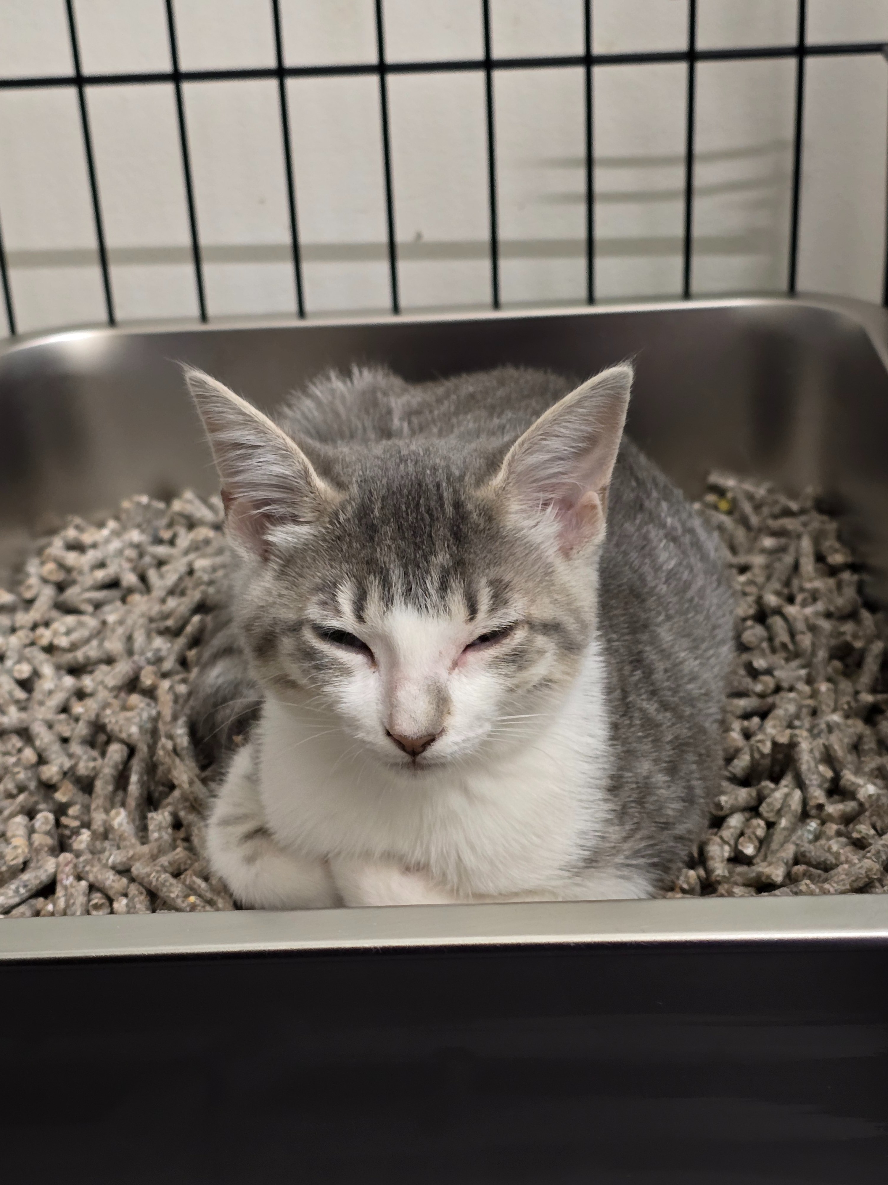 Help NOLA Cat Lounge Reopen campaign photo, 6 of 6