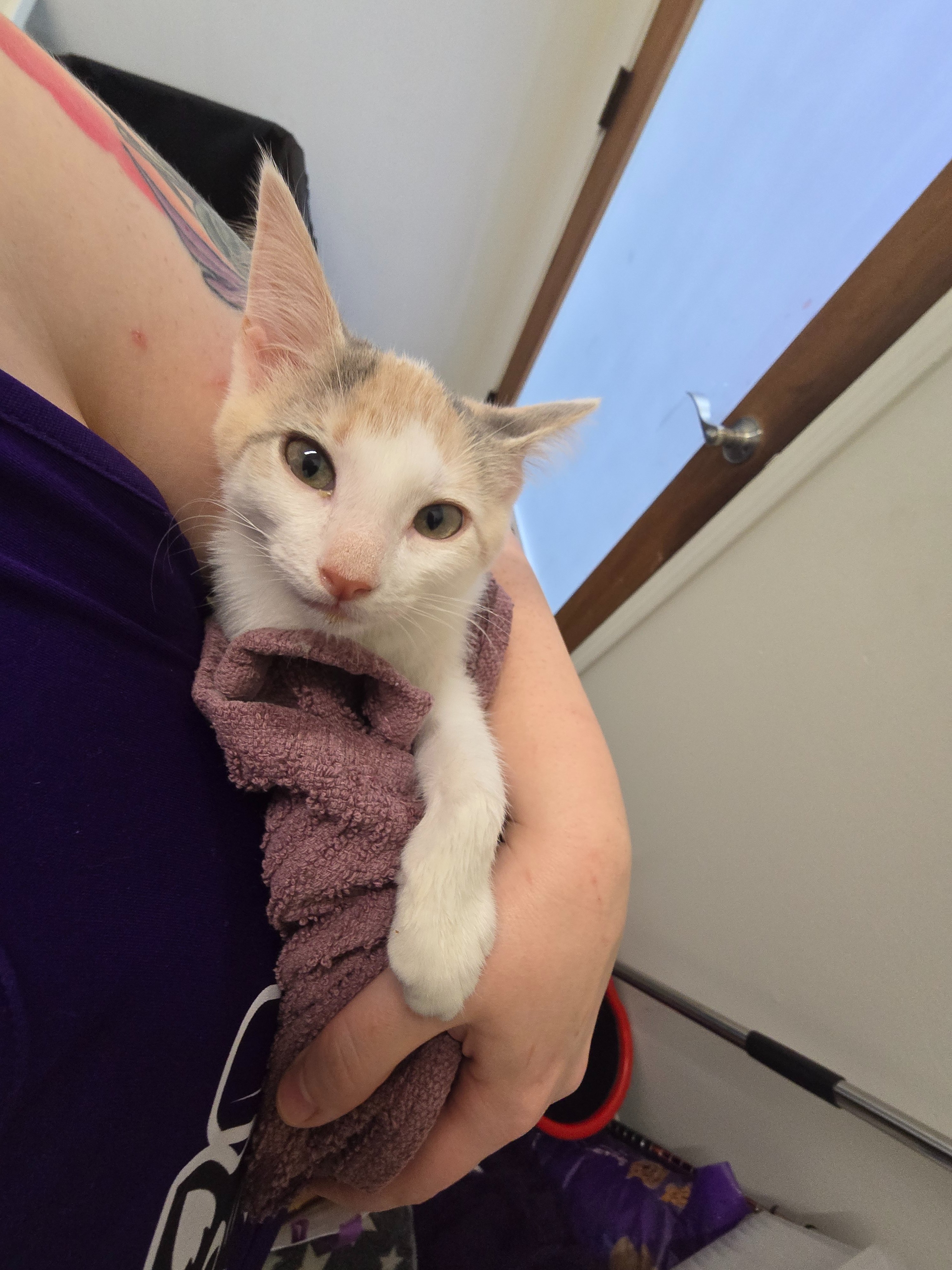 Help NOLA Cat Lounge Reopen campaign photo, 2 of 6