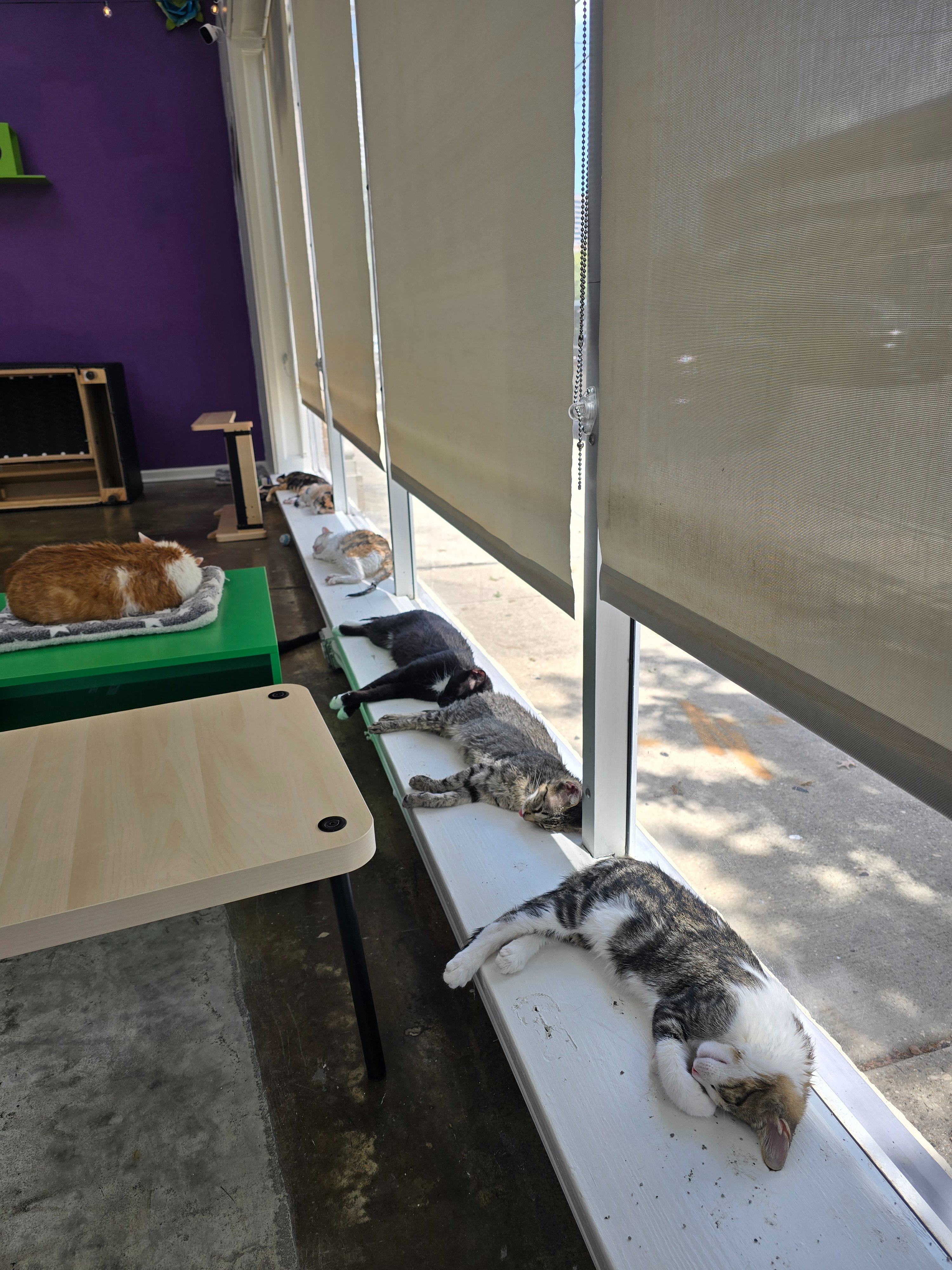 Help NOLA Cat Lounge Reopen campaign photo, 4 of 6