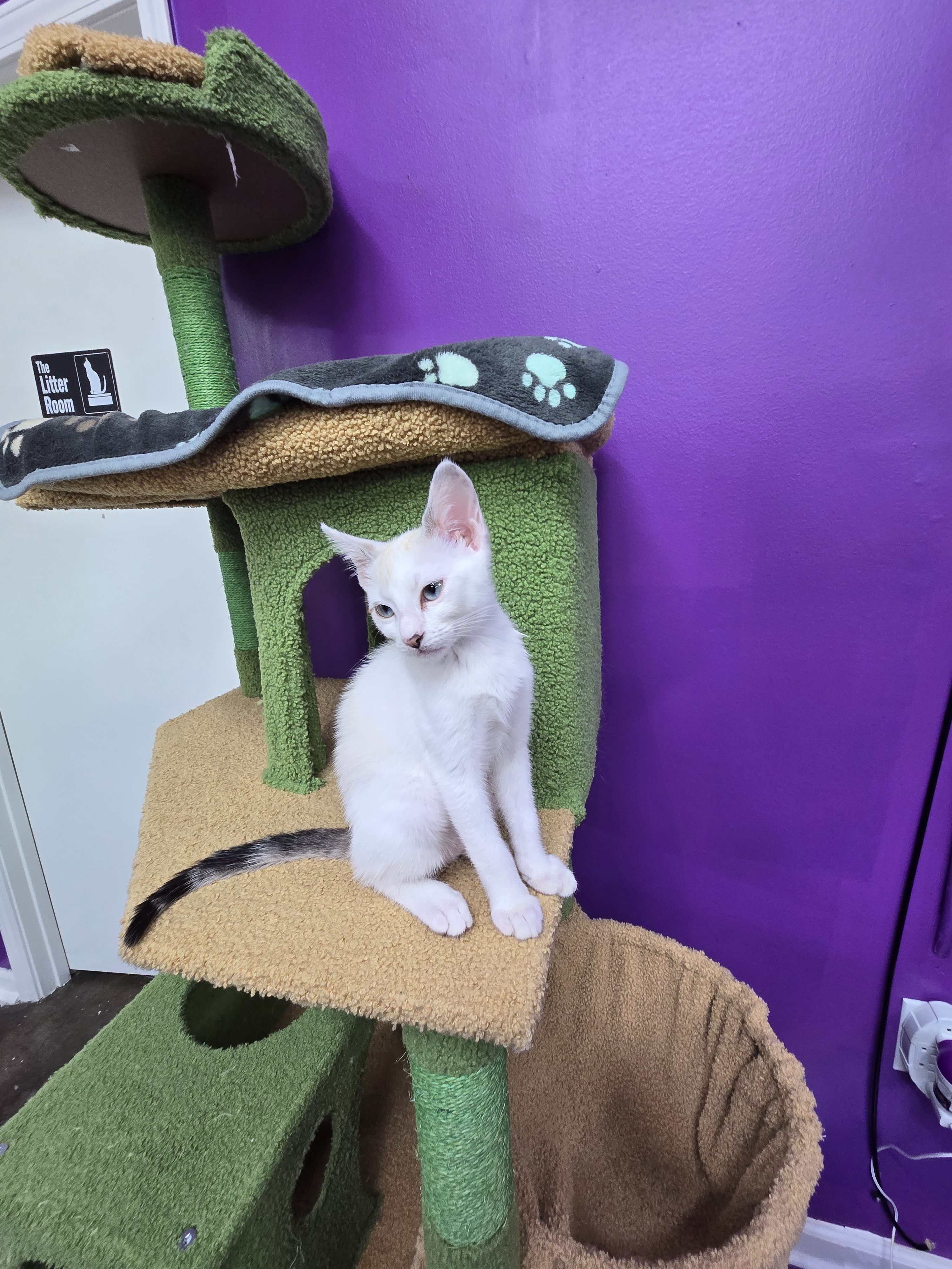 Help NOLA Cat Lounge Reopen campaign photo, 5 of 6
