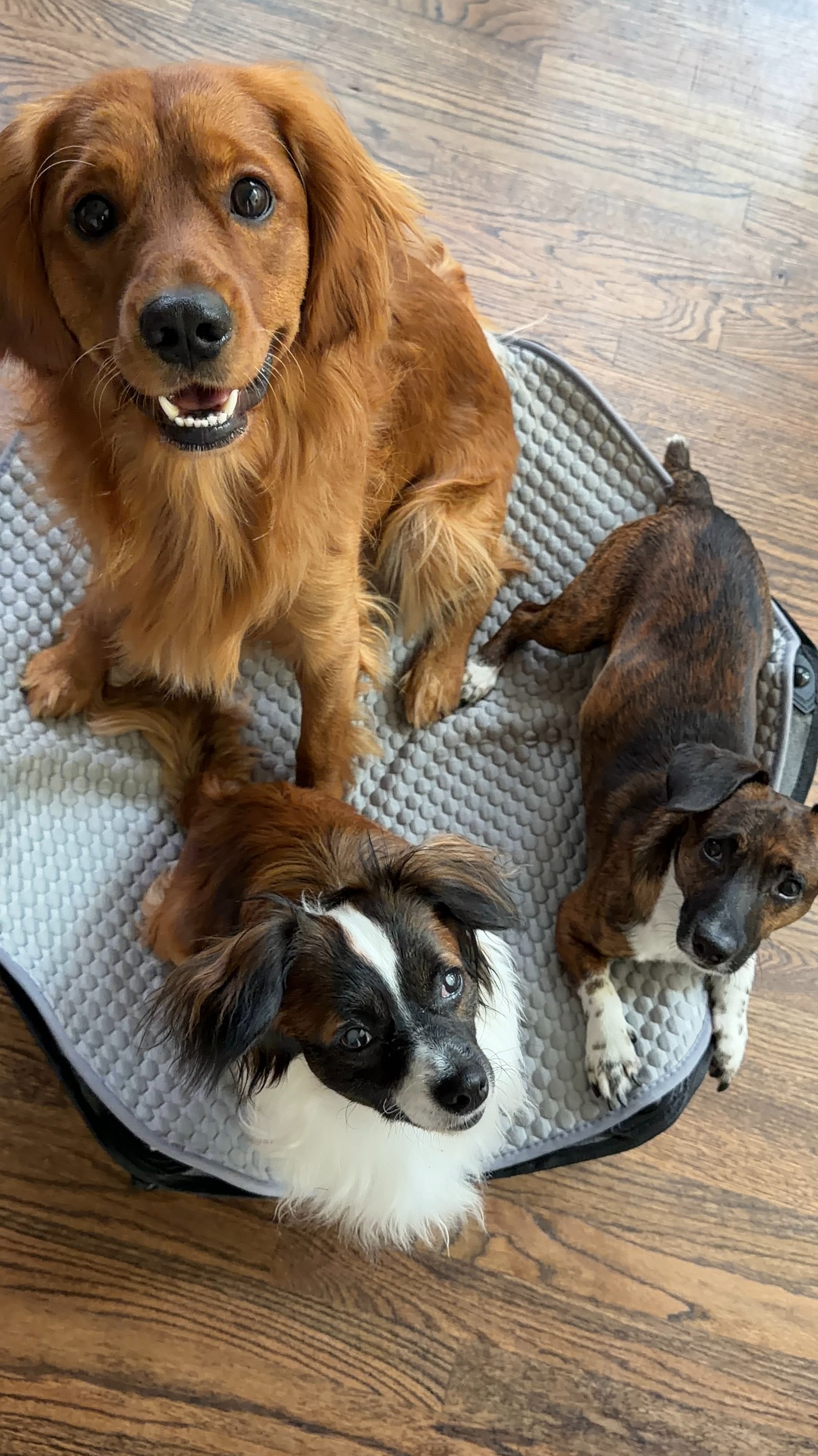 Help Otto and Rosco See Again campaign photo, 2 of 8