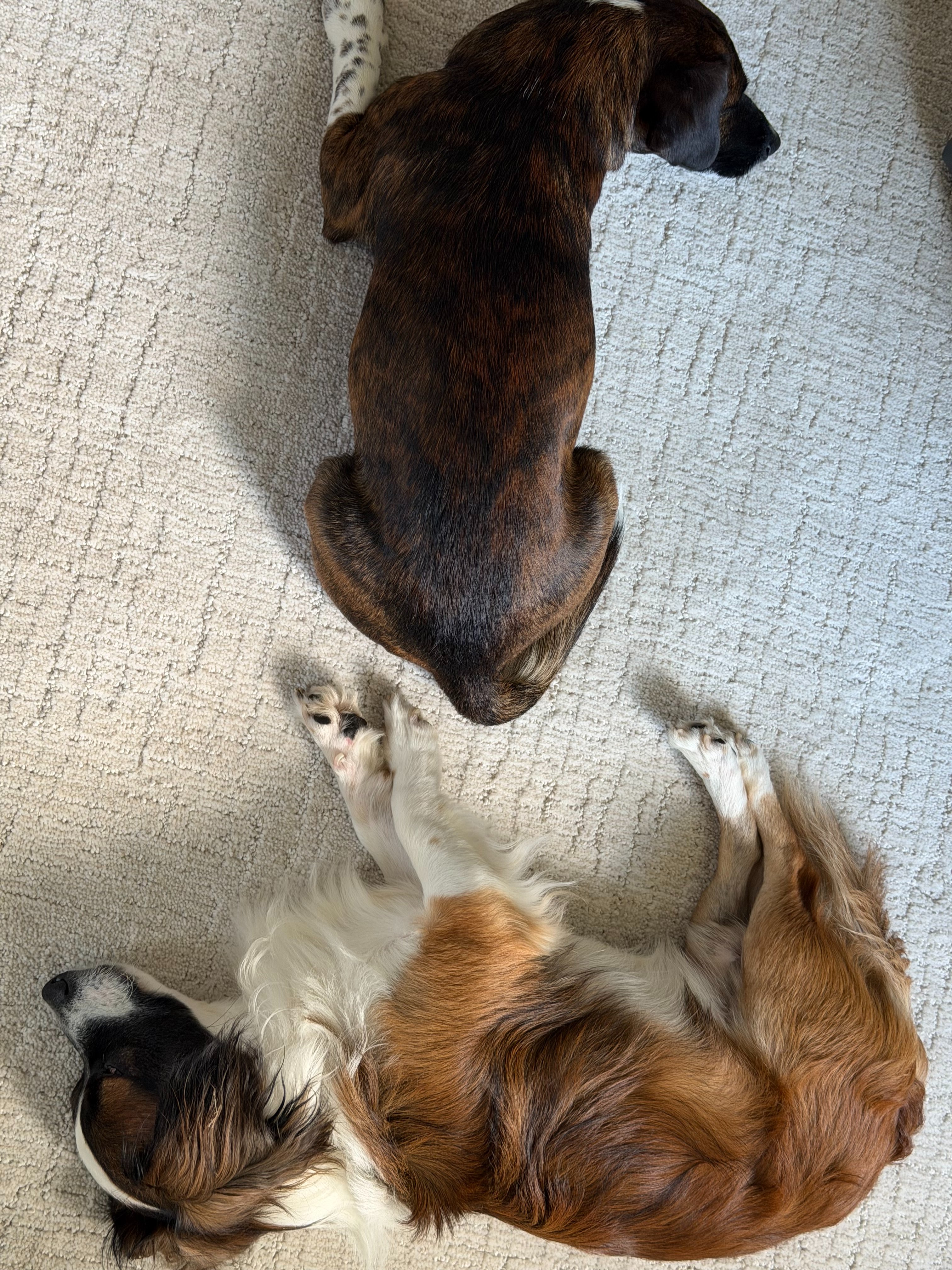Help Otto and Rosco See Again campaign photo, 5 of 8