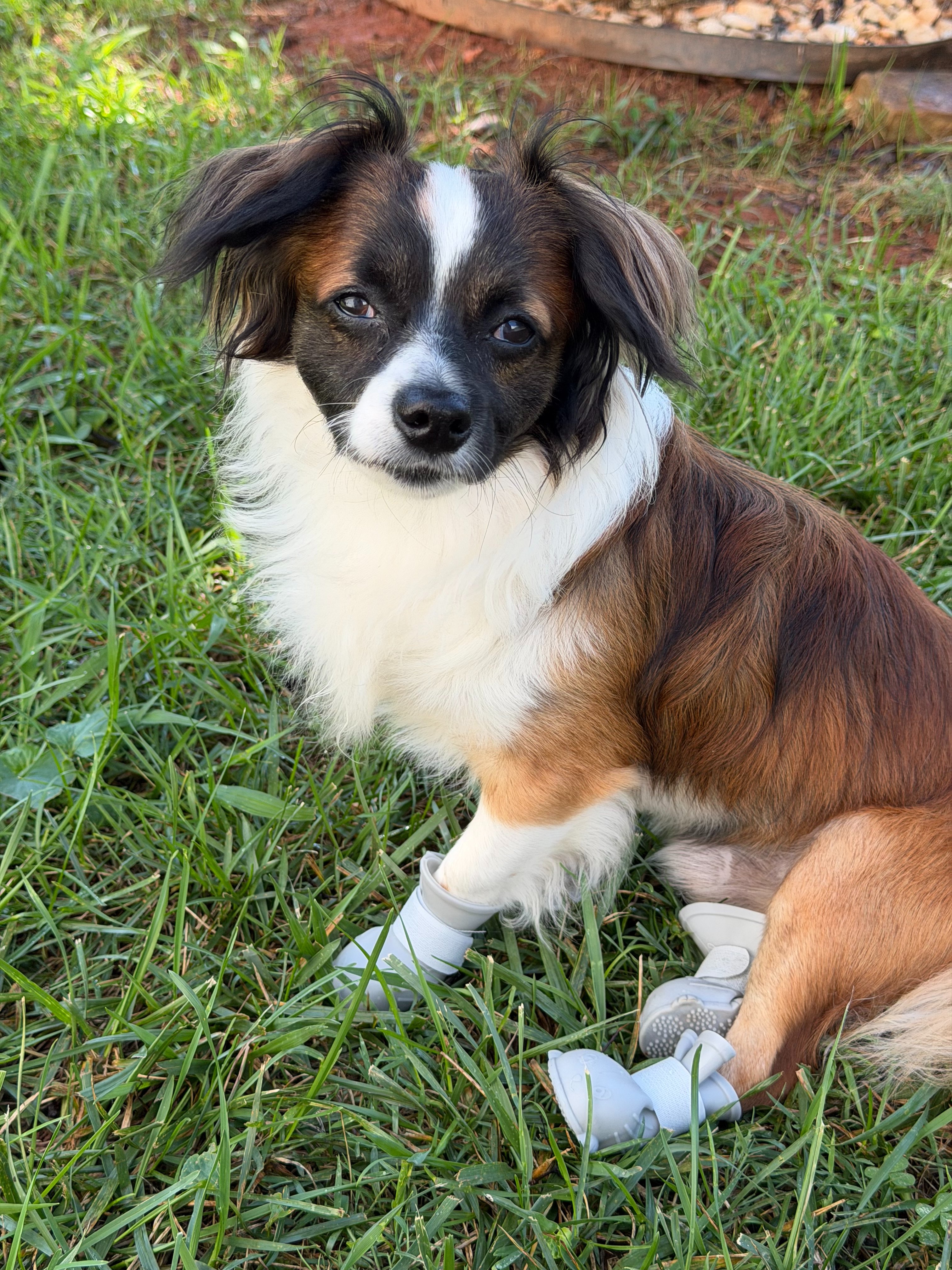 Help Otto and Rosco See Again campaign photo, 6 of 8