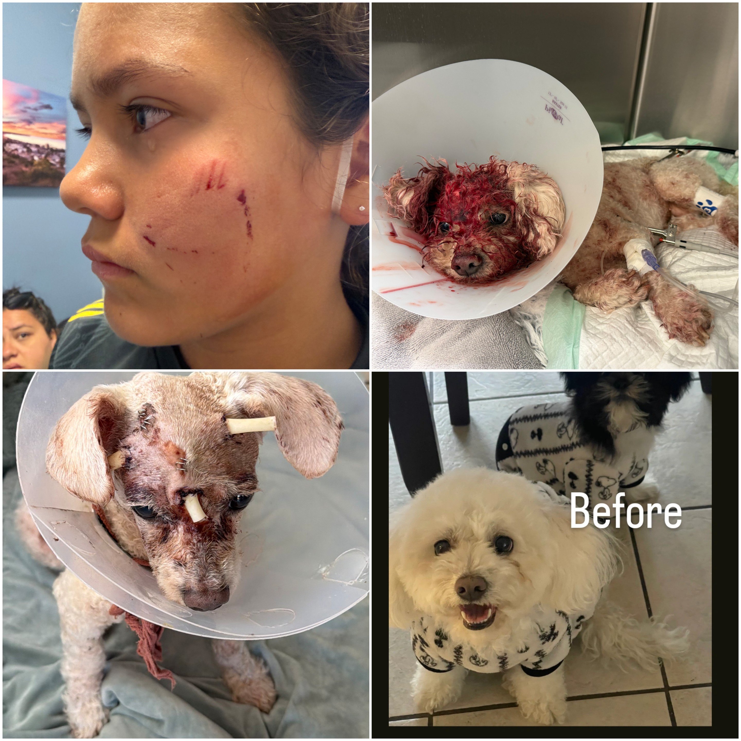 Help Kailie and Her Dogs Recover campaign photo, 2 of 5