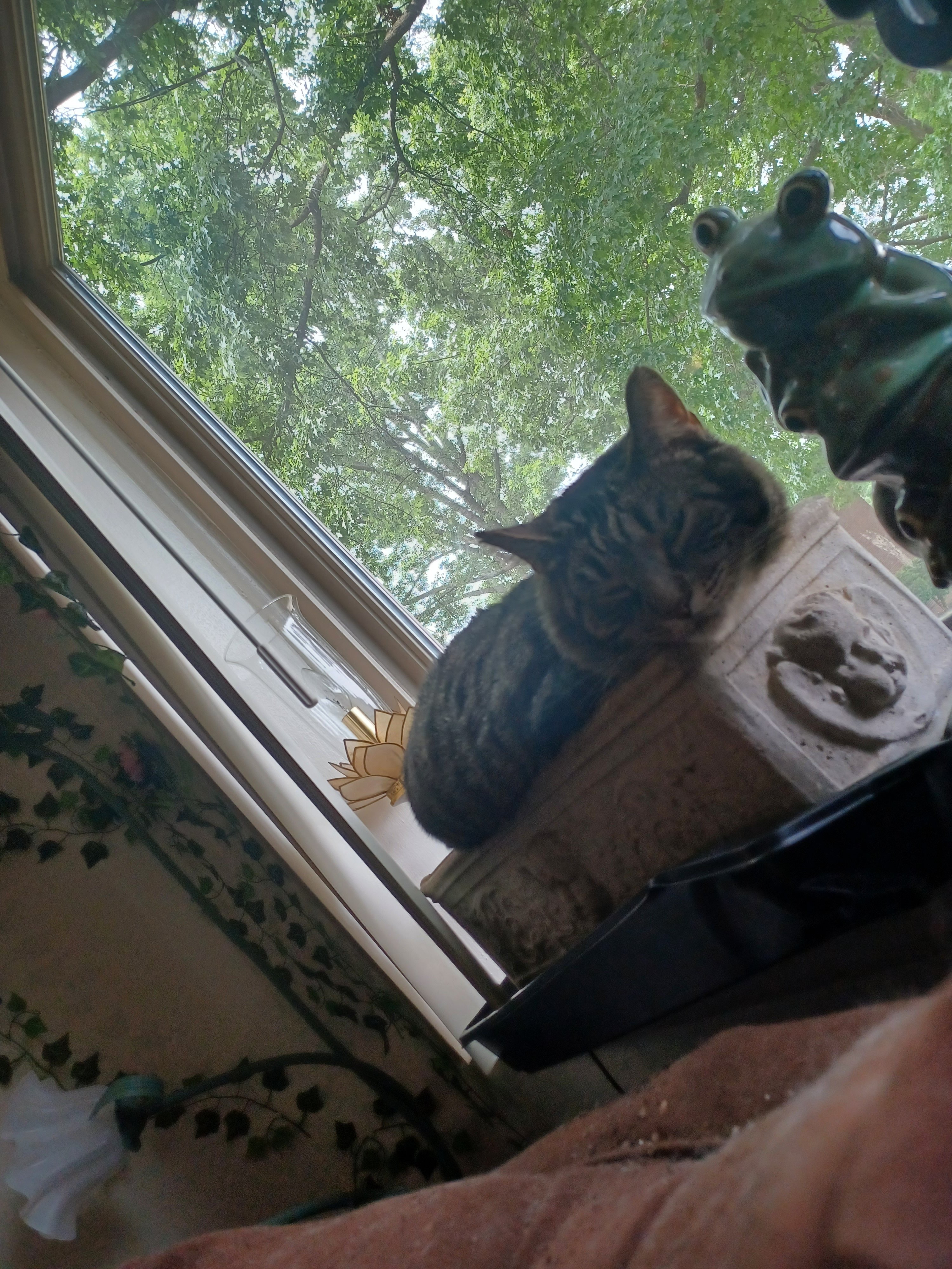 Help Rajah Get Emergency Vet Care campaign photo, 4 of 5