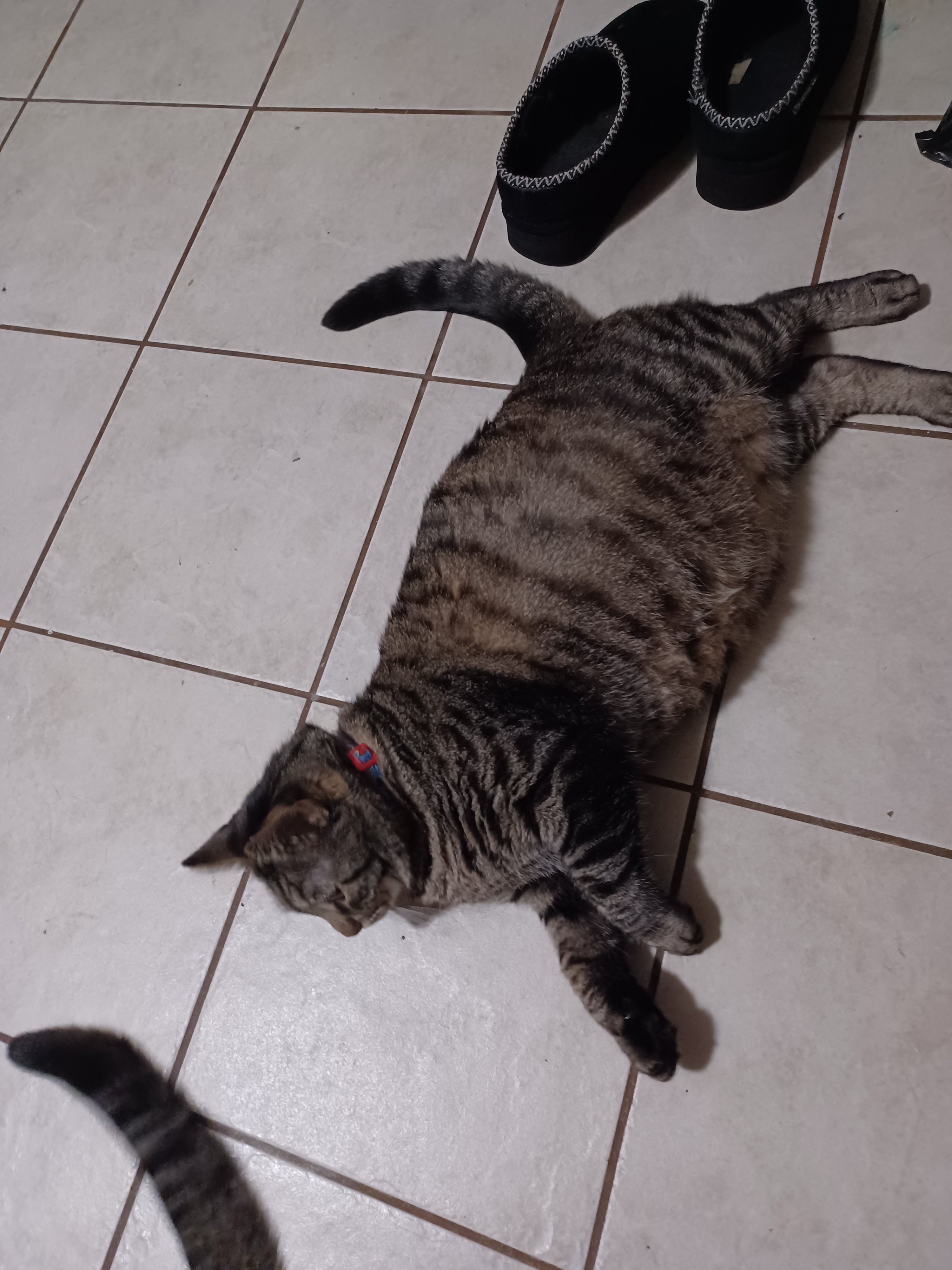Help Rajah Get Emergency Vet Care campaign photo, 2 of 5