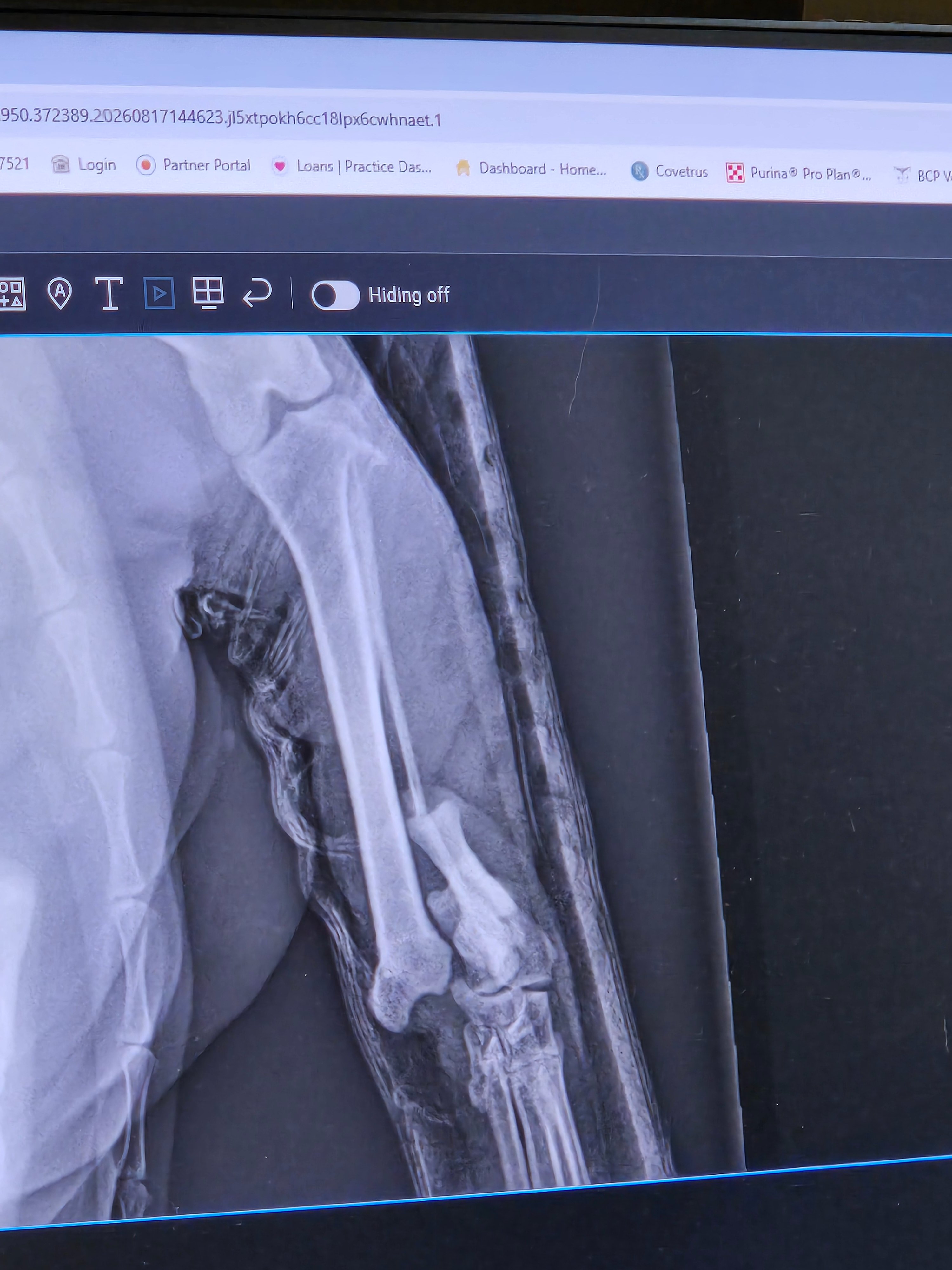 Help Gem Heal After Her Fall campaign photo, 4 of 8