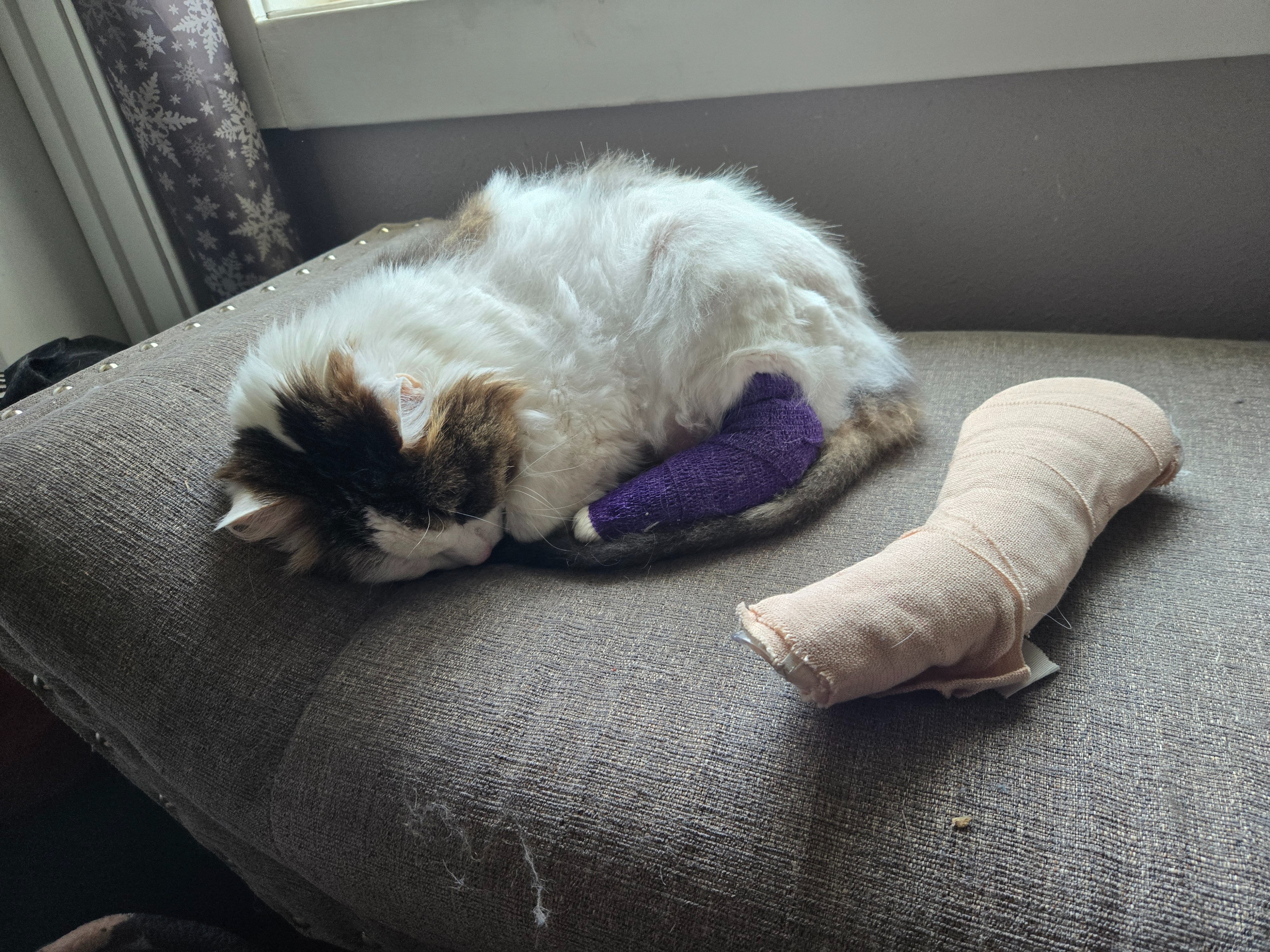 Help Gem Heal After Her Fall campaign photo, 6 of 8