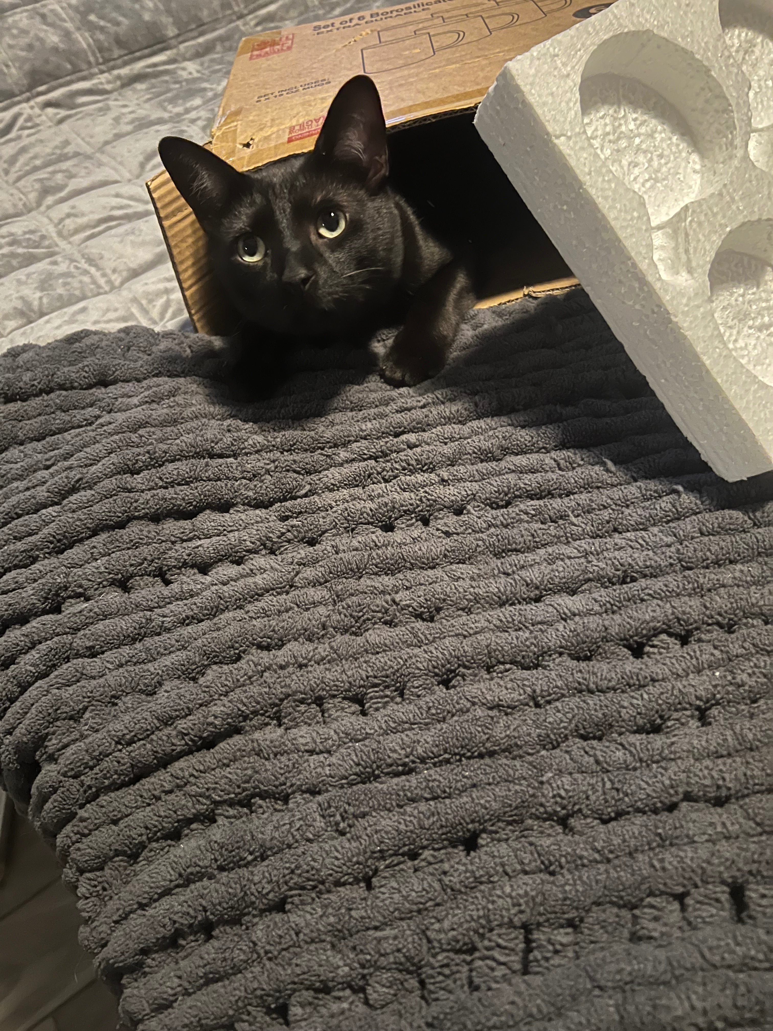Support My Cat’s Urgent Surgery campaign photo, 6 of 7