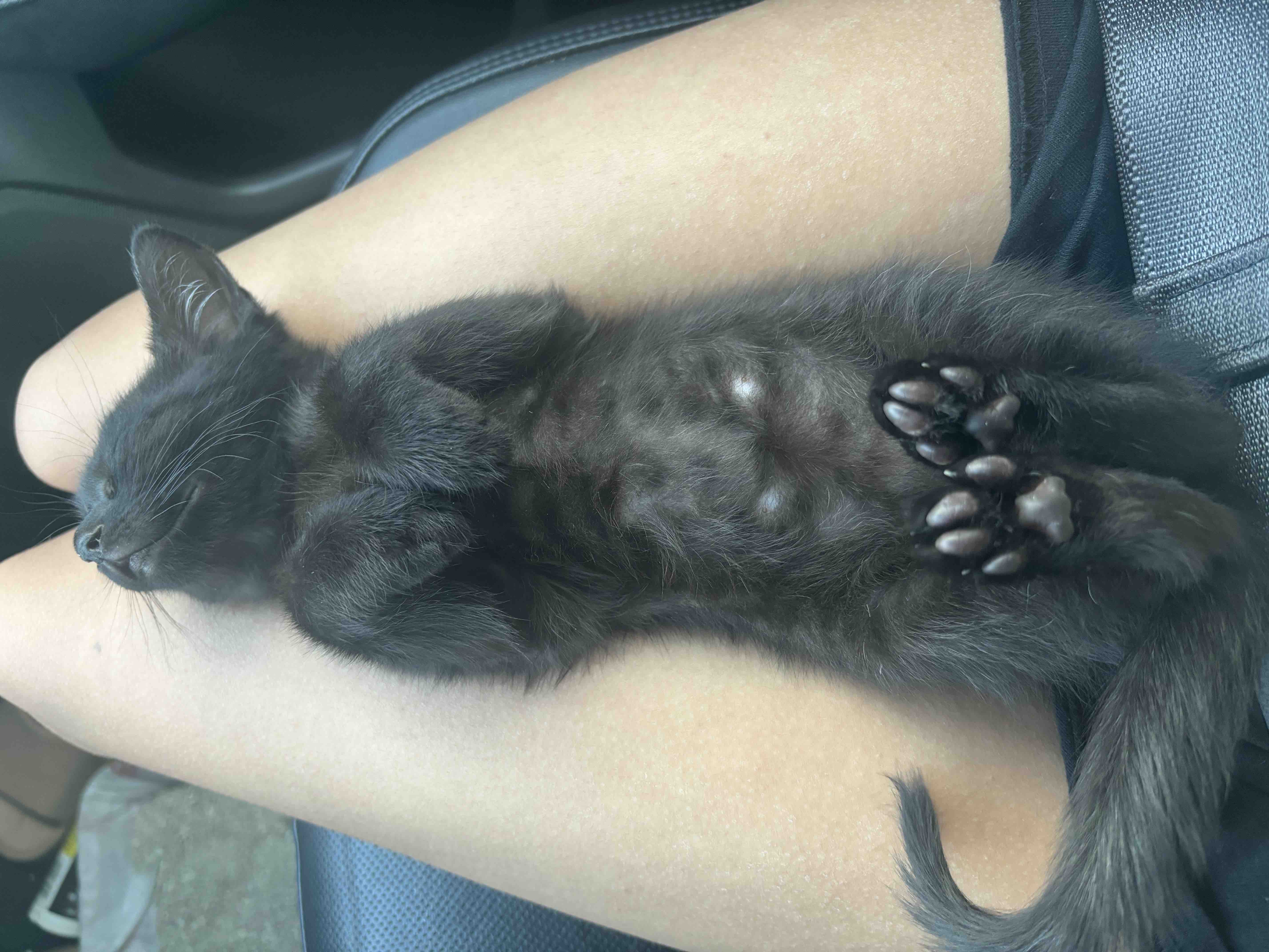 Support My Cat’s Urgent Surgery campaign photo, 2 of 7