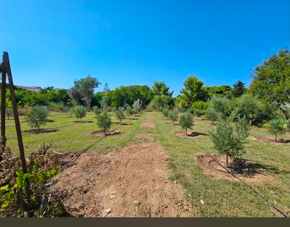 Salviamo un Polmone Verde di Marsala minacciato dal Un ettar campaign photo, 2 of 13