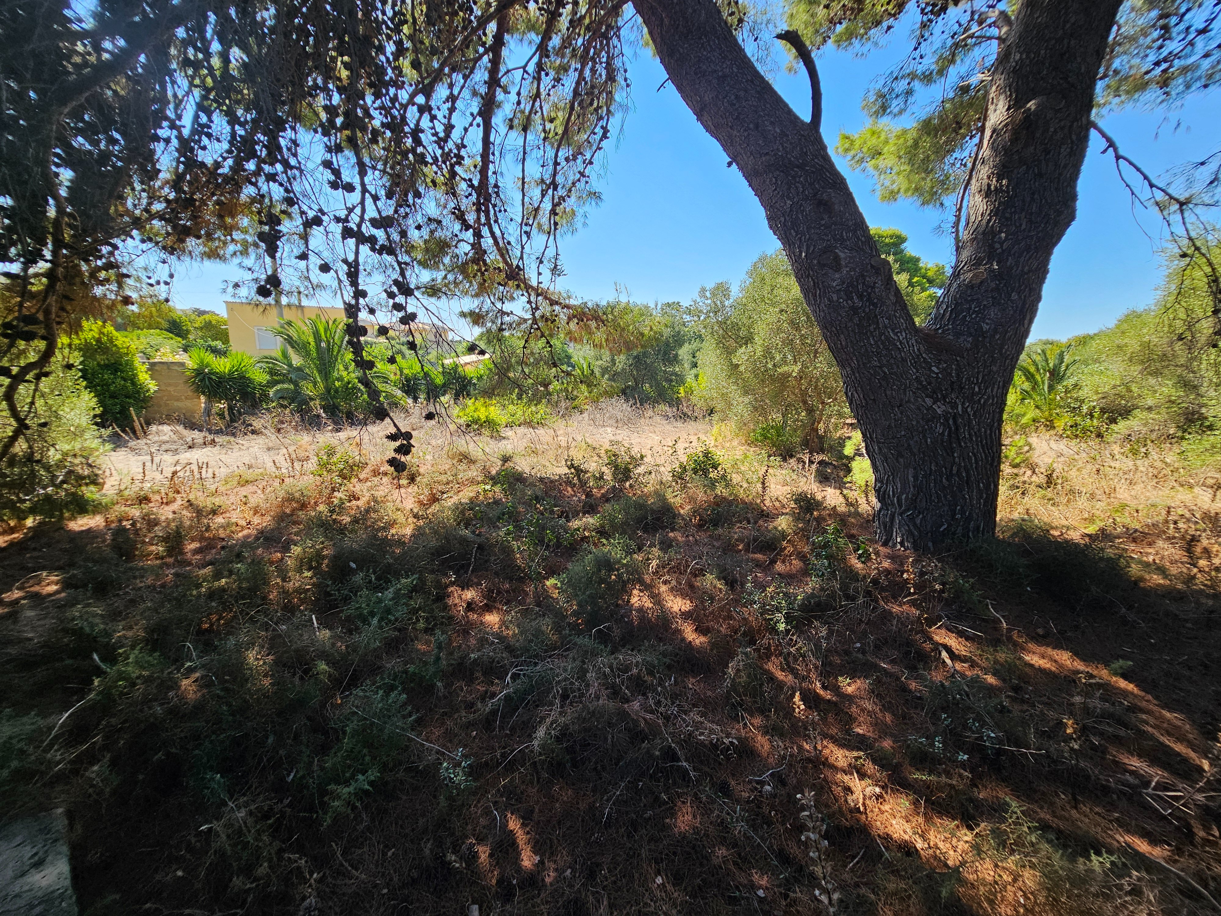 Salviamo un Polmone Verde di Marsala minacciato dal Un ettar campaign photo, 6 of 13