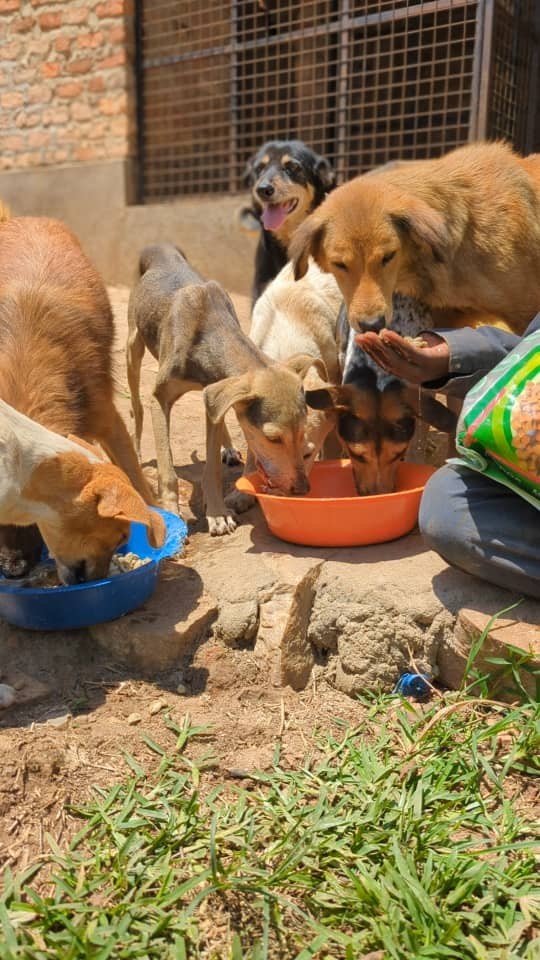 30 stray dogs will loose their home and life ! campaign photo, 4 of 5